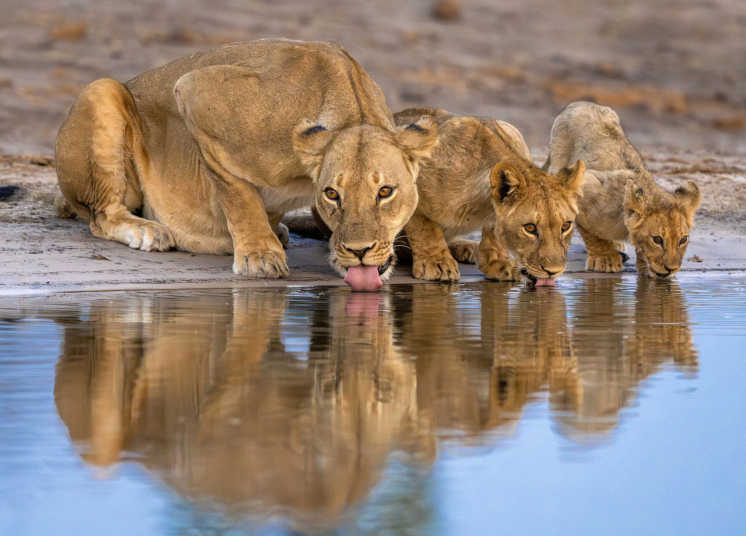 Hwange Zimbabwe 2023