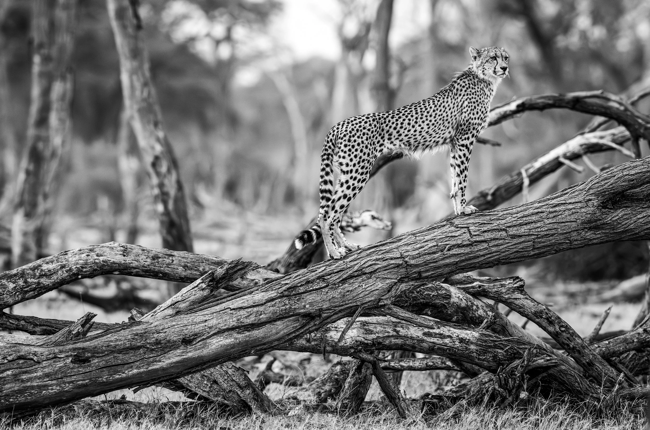  Hwange Zimbabwe 2023