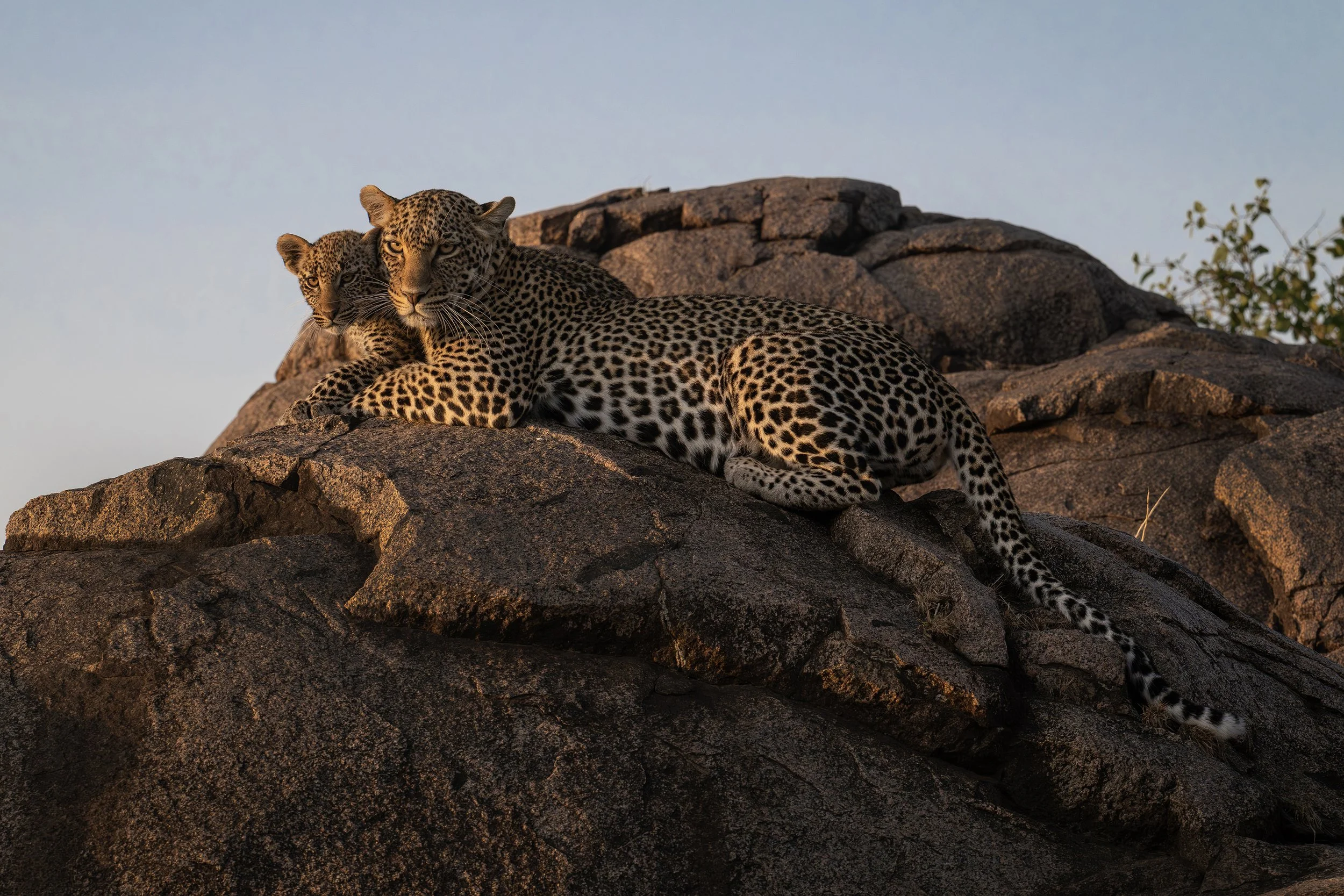 Serengeti Tanzania 2025