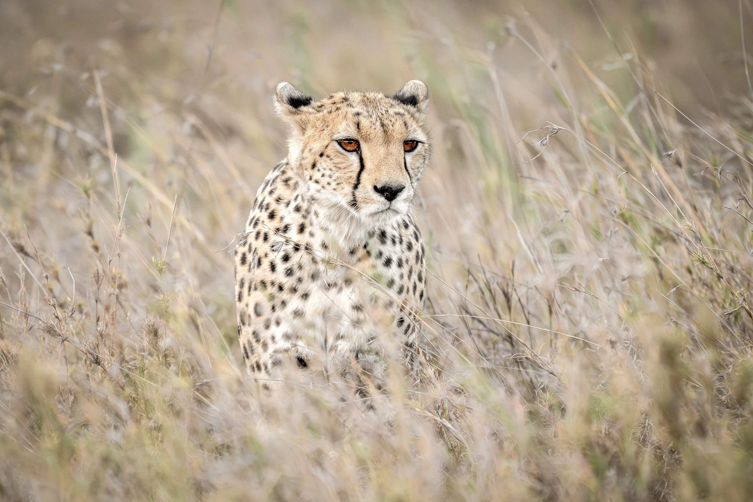 Serengeti Tanzania 2025
