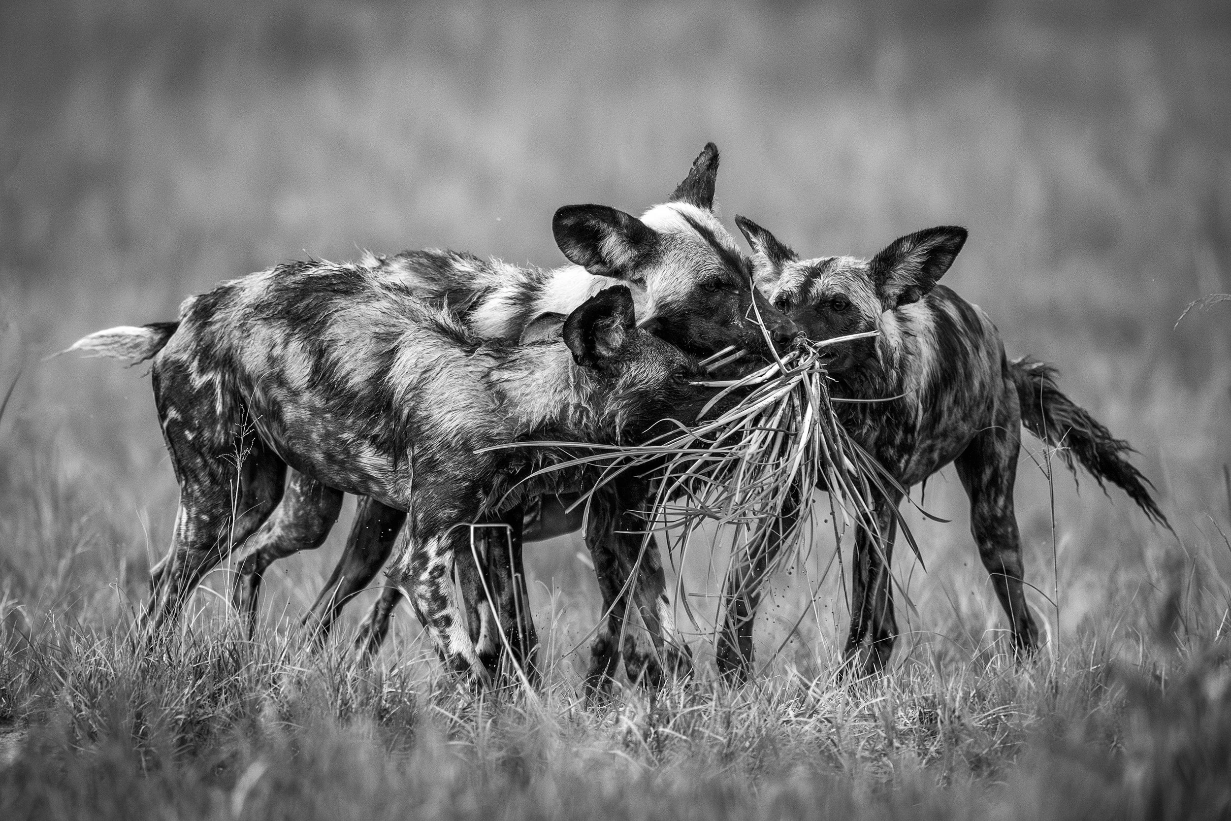 Okavango Delta Botswana 2022