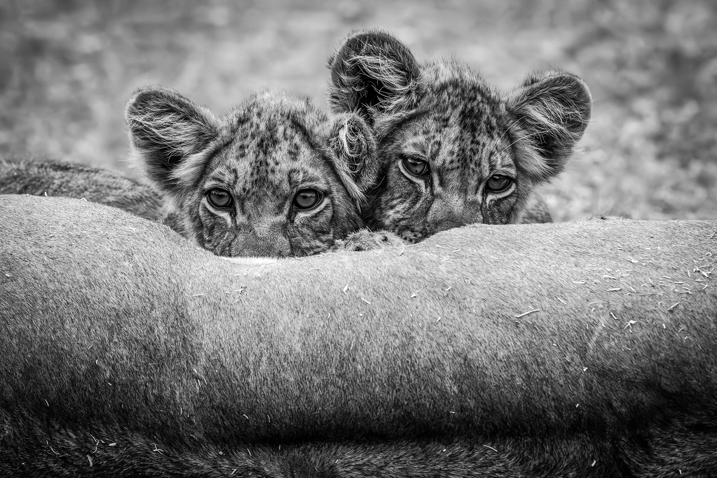 Hwange Zimbabwe 2023