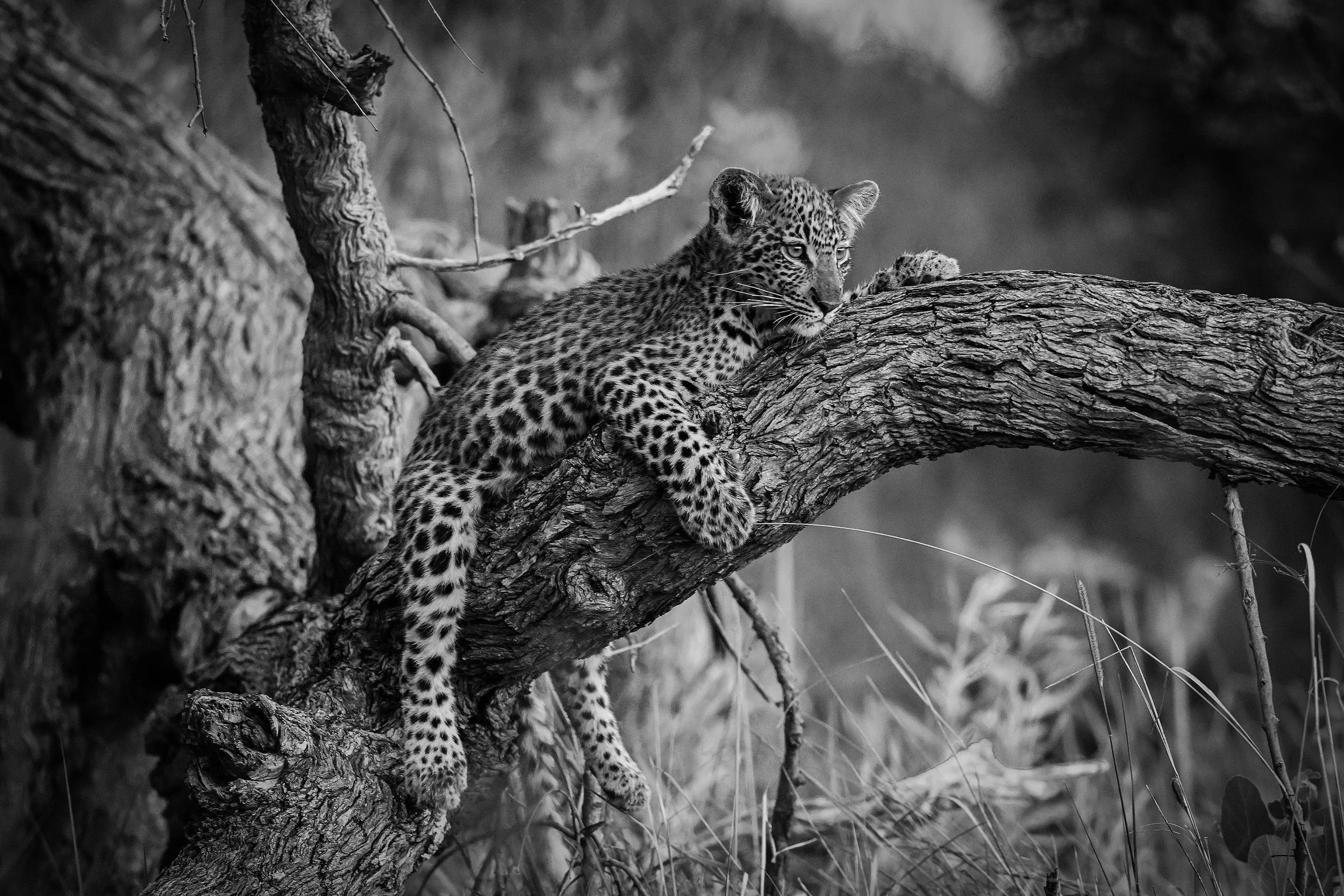 Okavango Delta Botswana 2022