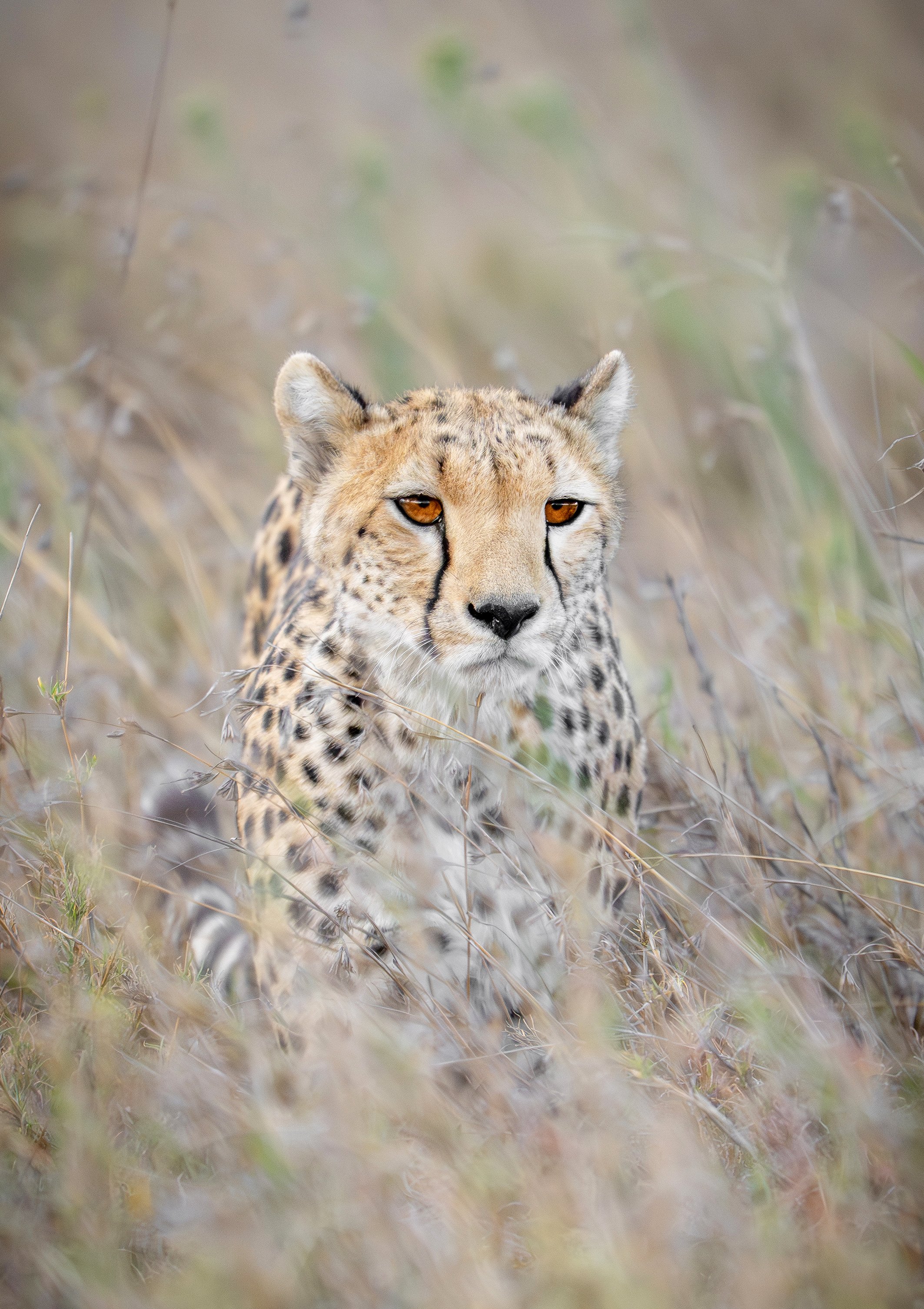 serengeti cheetah africa tanzania
