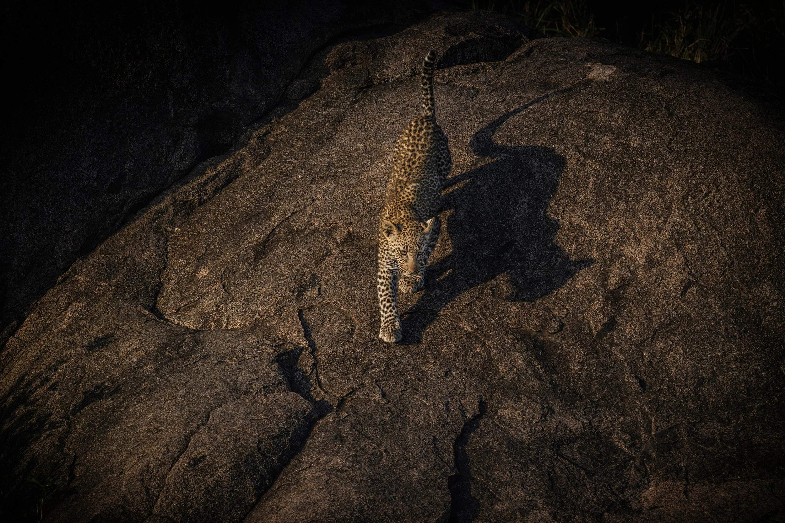 Serengeti Tanzania 2025