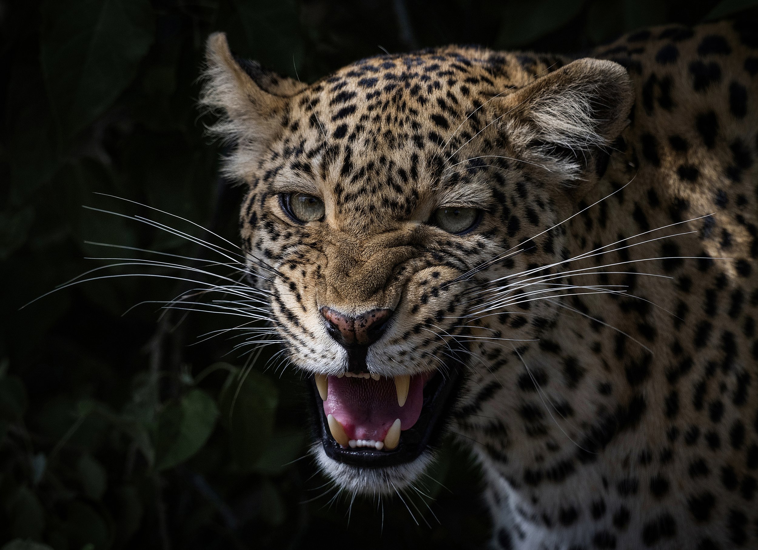 Okavango Delta Botswana 2024