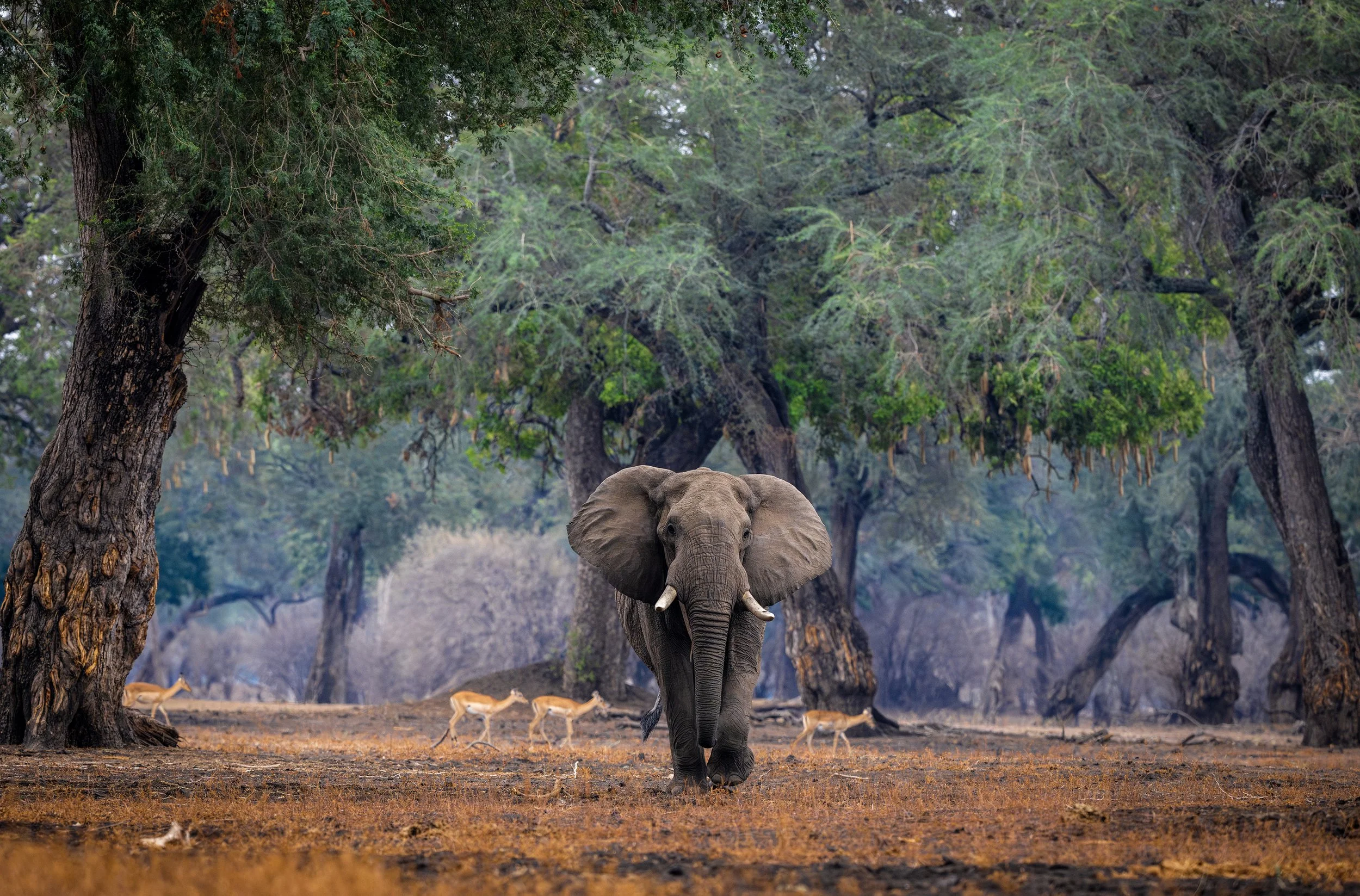 Mana Pools Zimbabwe 2023