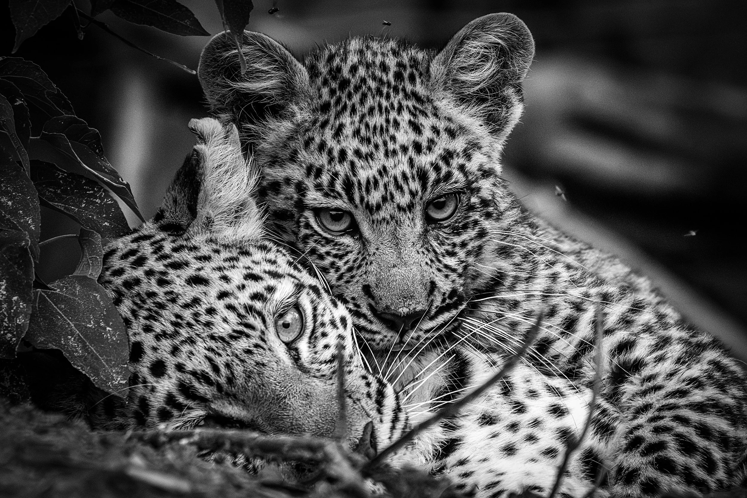 Okavango Delta Botswana 2024