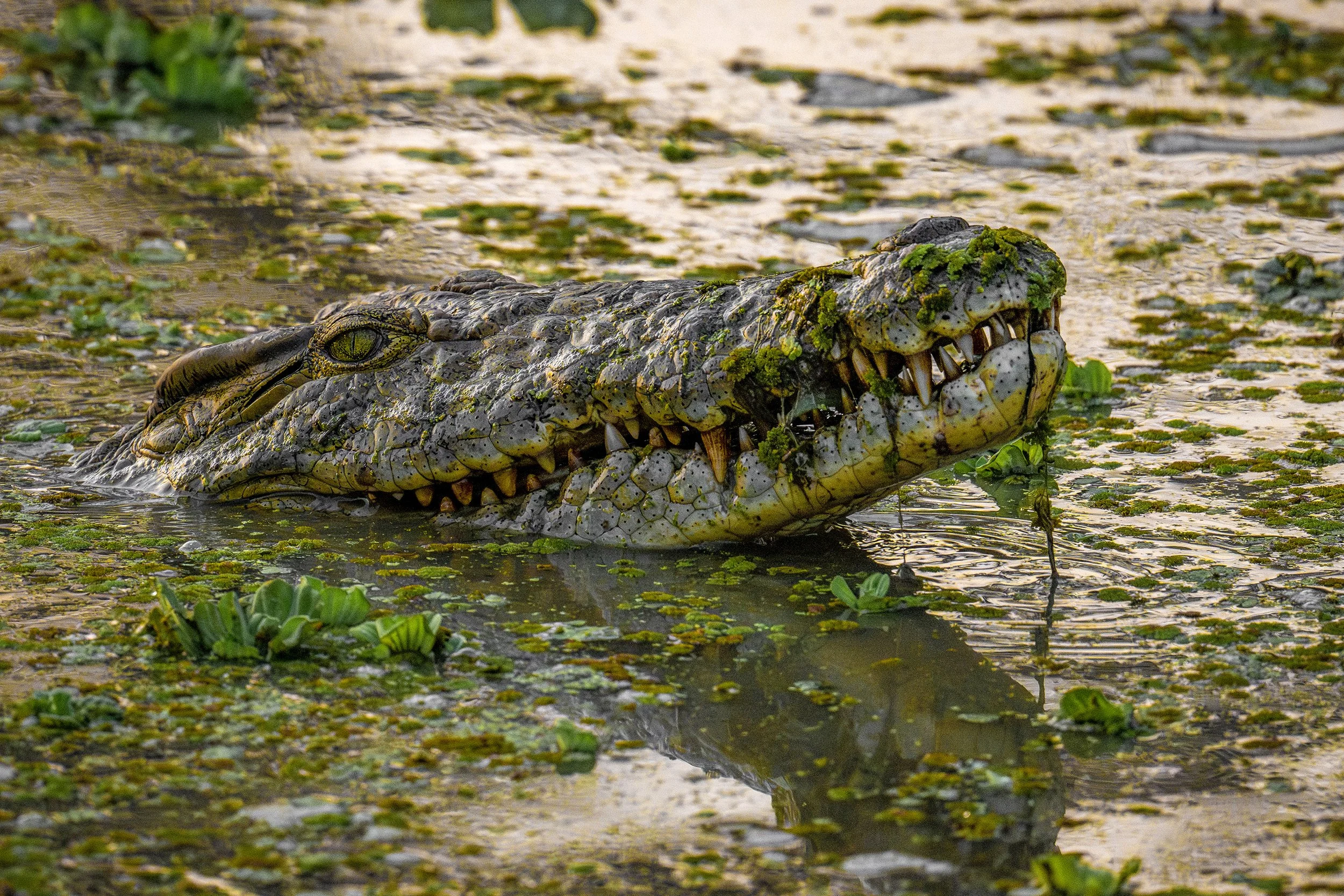 South Luangwa Zambia 2025