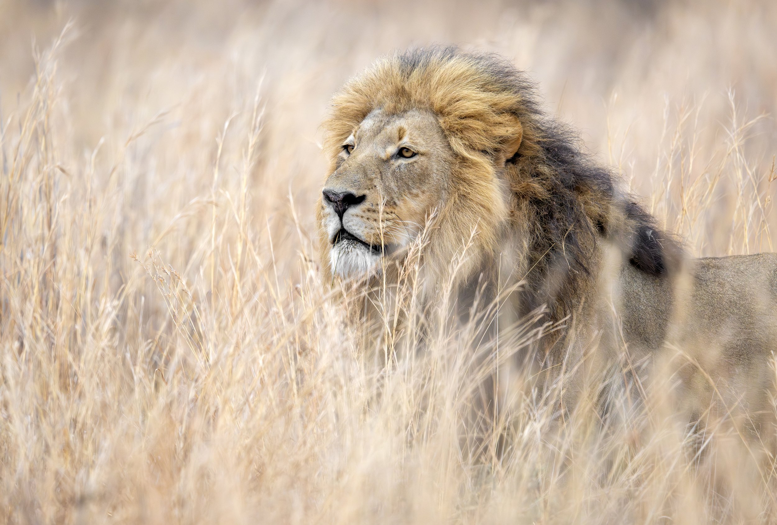 Welgevonden South Africa 2025