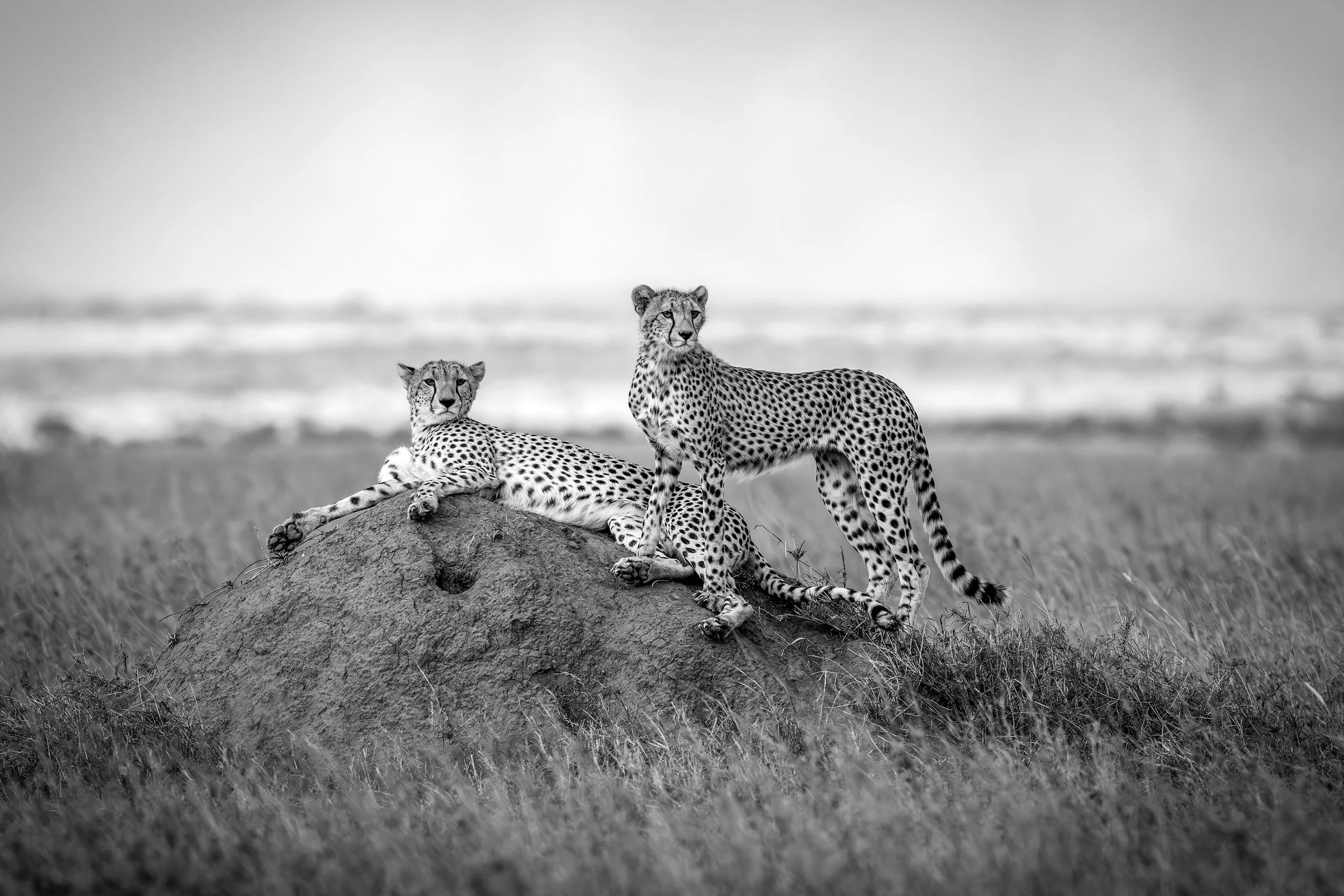  Serengeti Tanzania 2025