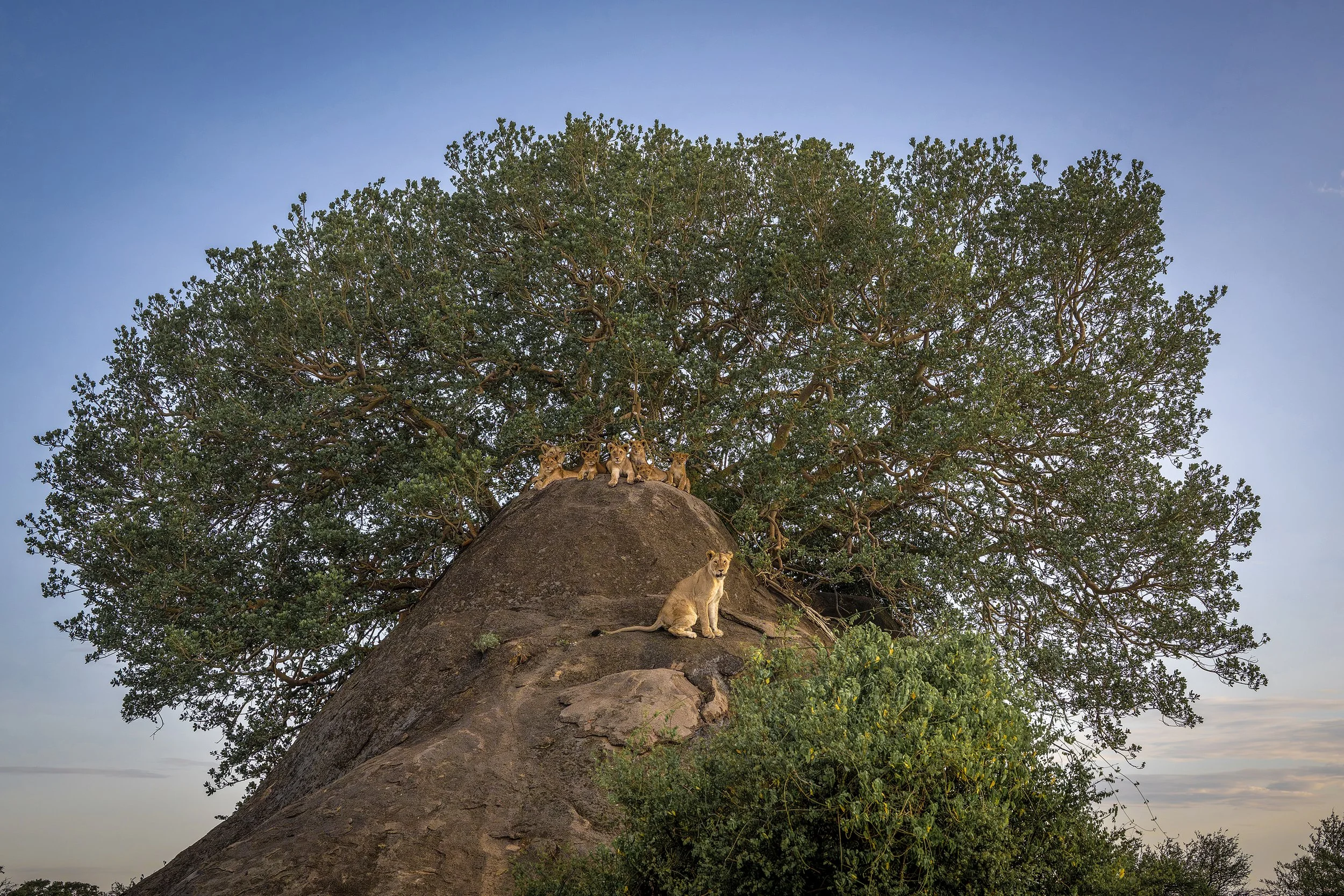 Serengeti Tanzania 2025