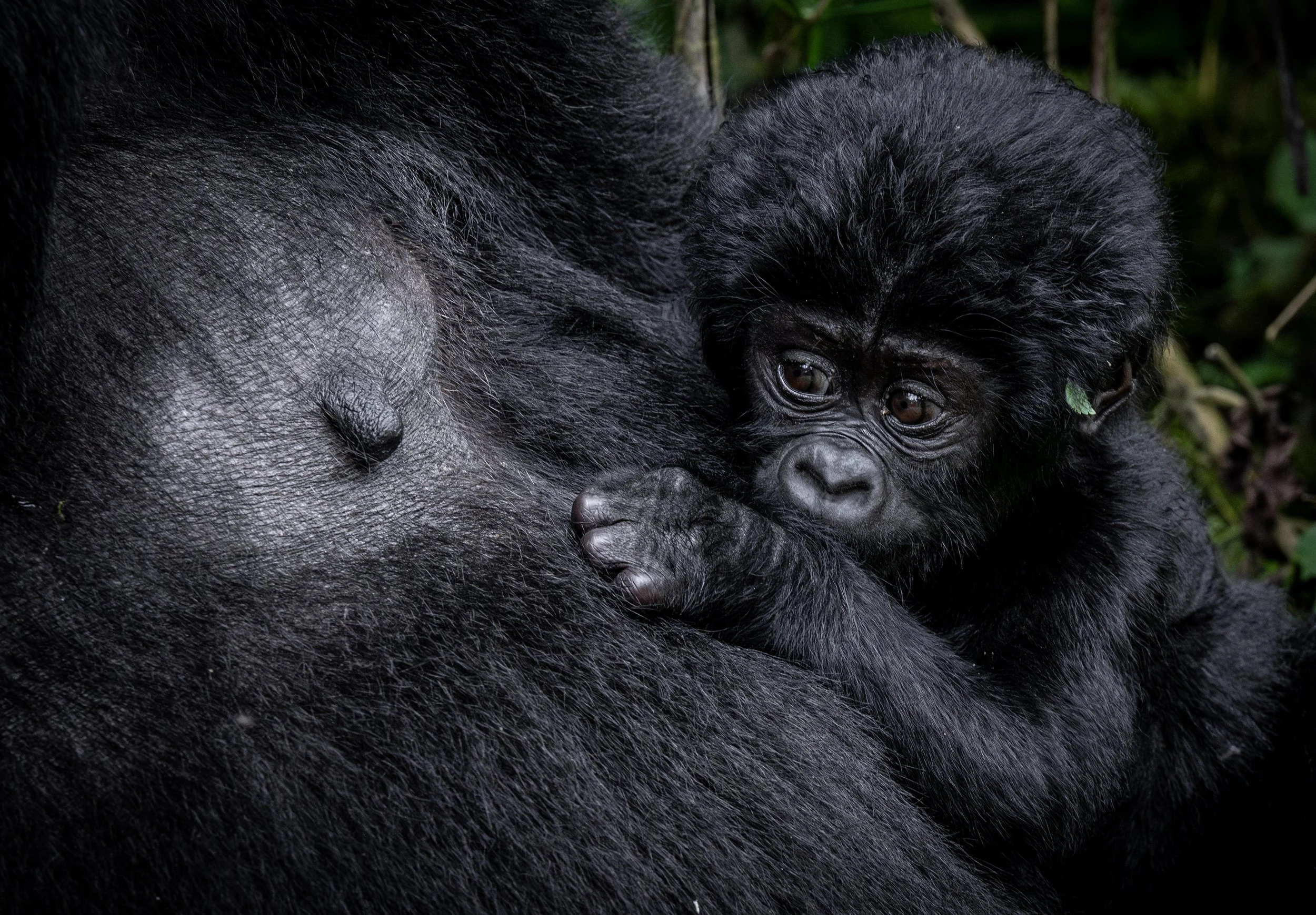 Bwindi Impenetrable Forest Uganda 2024