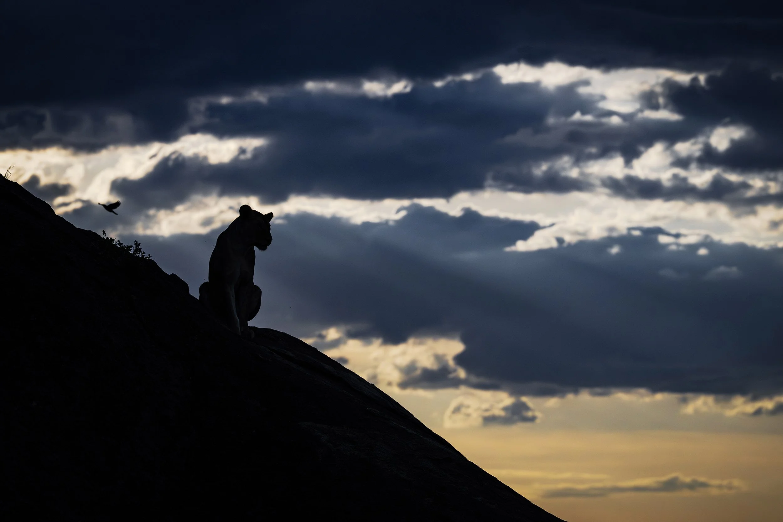 Serengeti Tanzania 2025