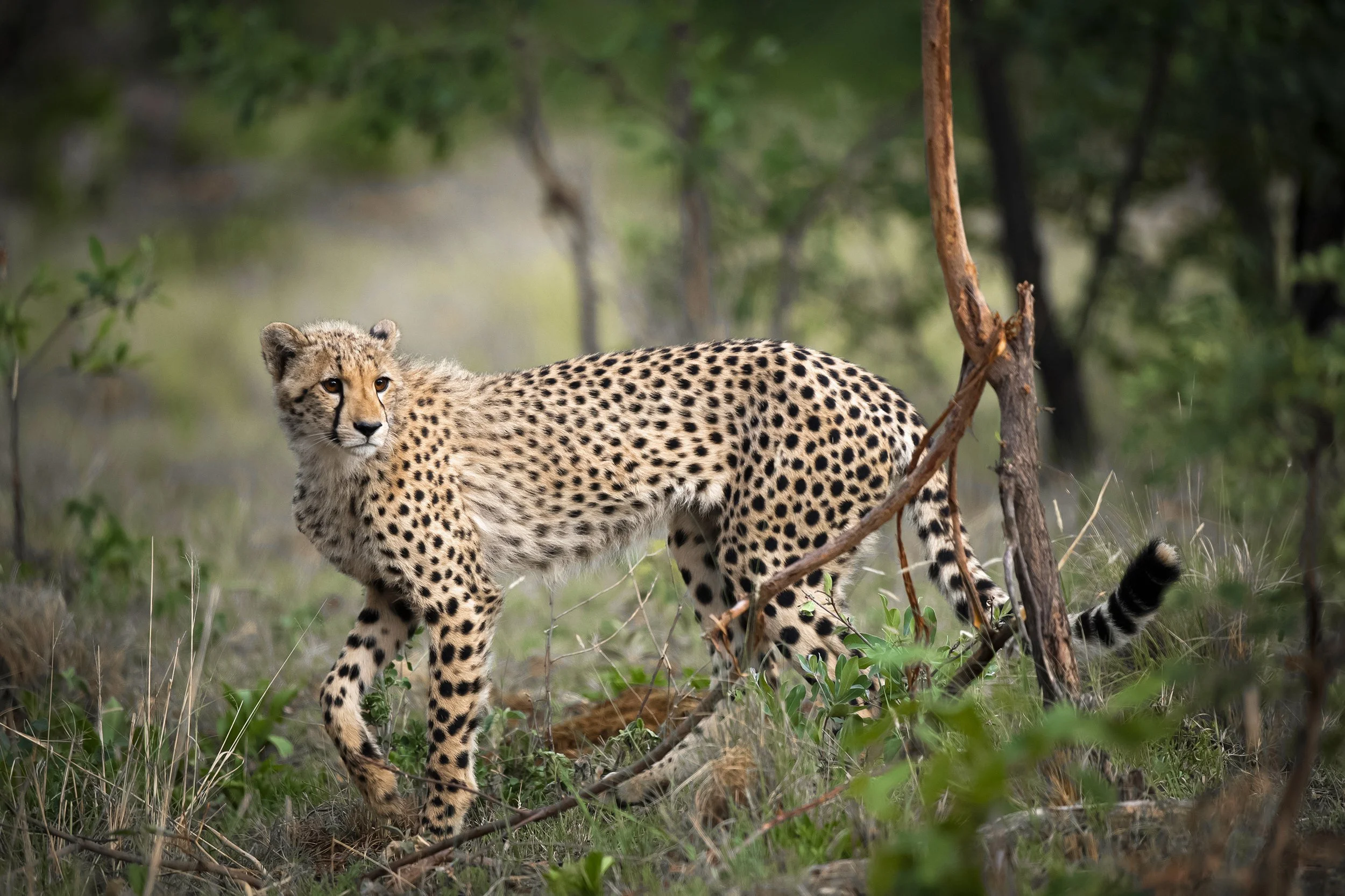 Welgevonden South Africa 2019