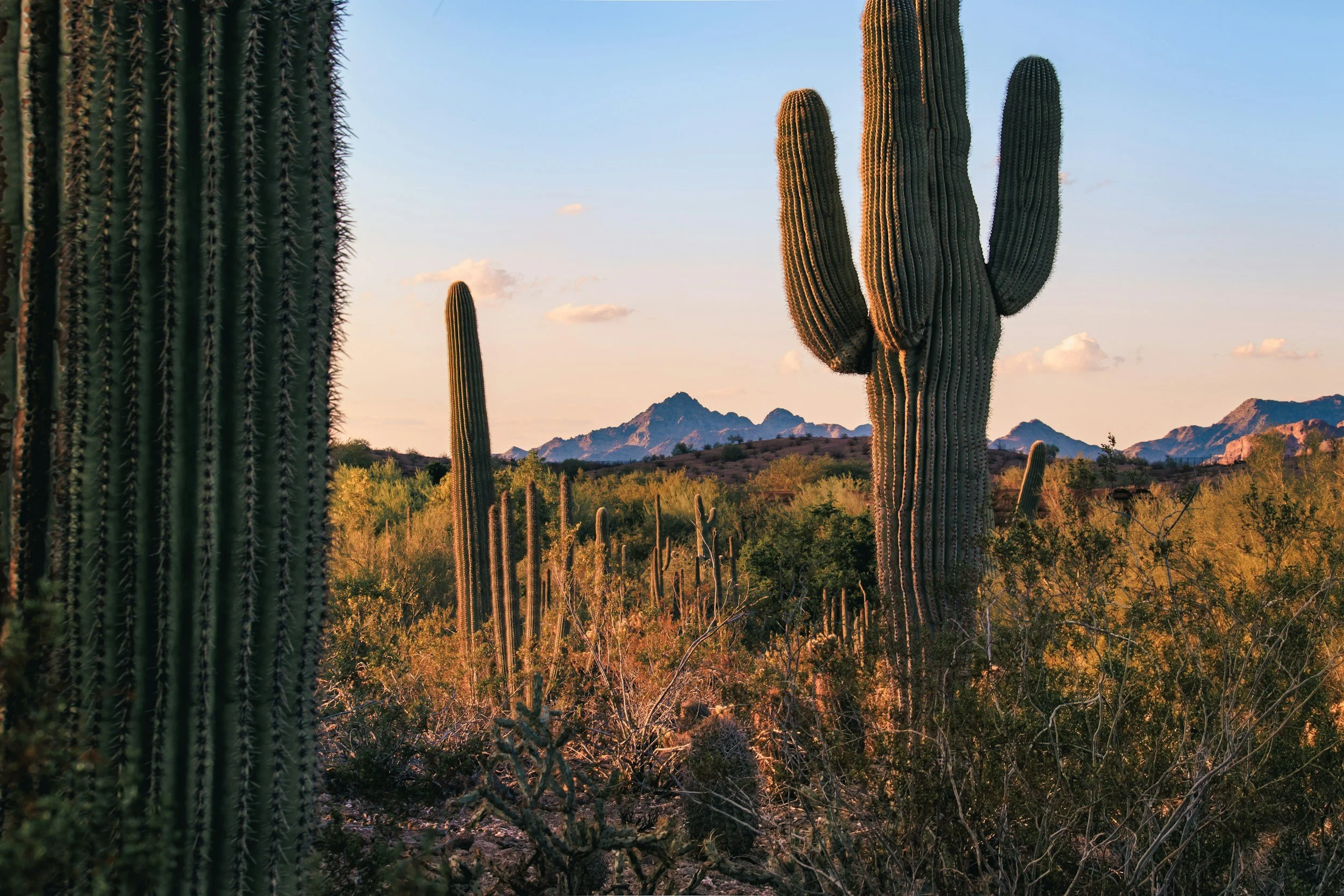 Tall saguaro cacti stand against a warm desert sunset with mountain ranges in the background, illustrating the "Wild West" theme of uncertainty for the future of performance appraisals for federal employees under OPM's 2026 guidance.