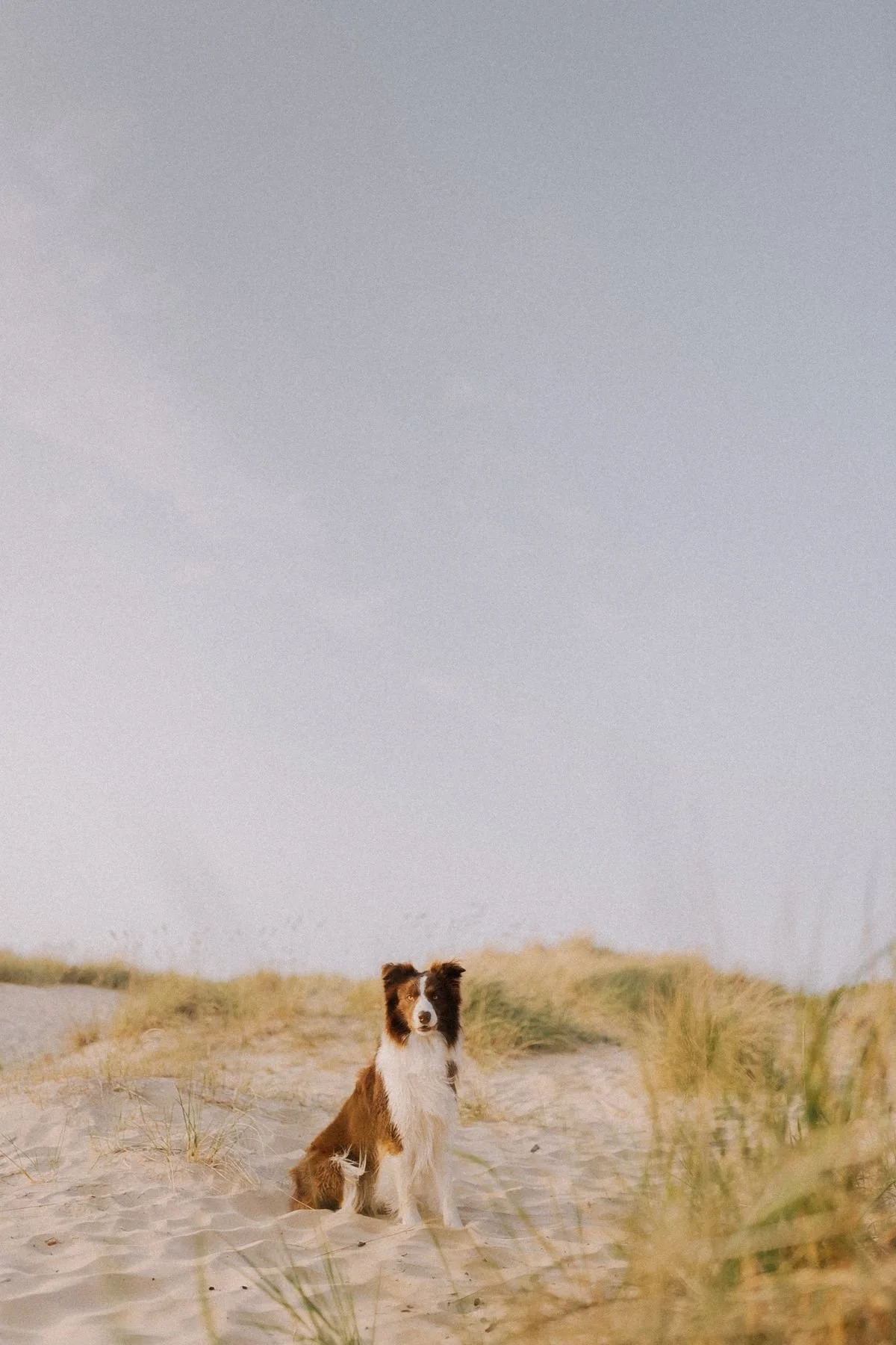 WHY A MONTHLY DOG WALKING MEMBERSHIP WORKS BETTER FOR DOGS IN NEWQUAY