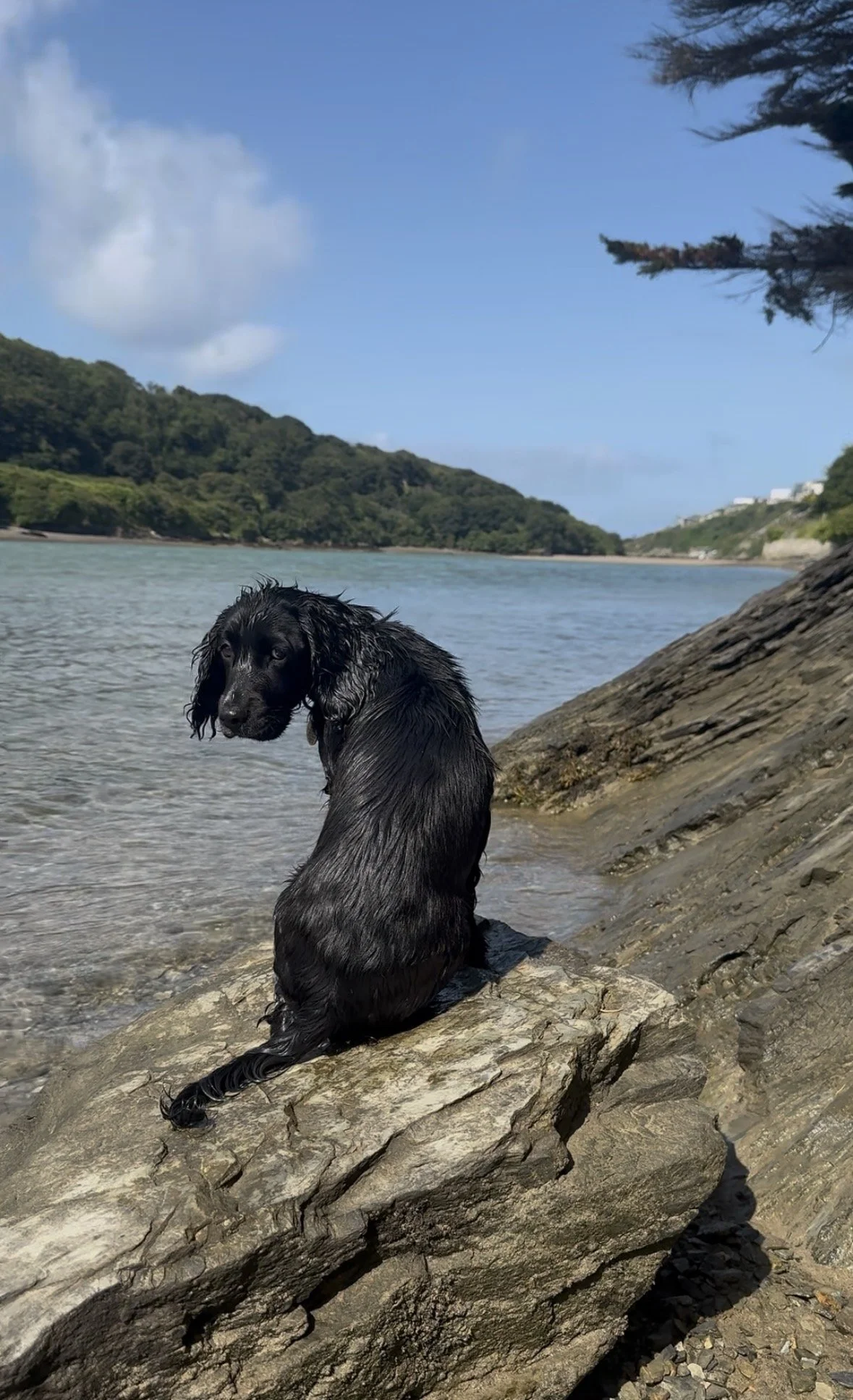 Best coastal dog walks in pentire, crantock &amp; newquay | NEwquay guide