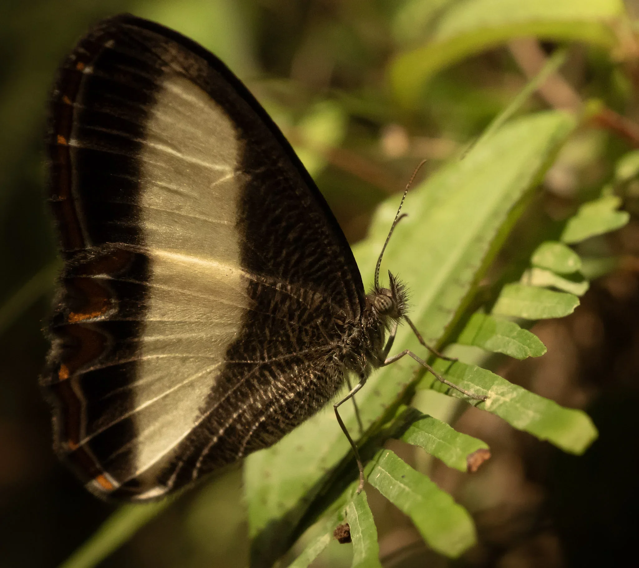 Close-up of a butterfly with dark brown and beige patterned wings resting on green fern leaves.