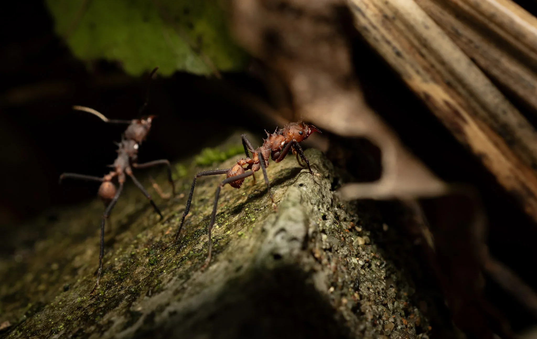 Close-up of an ant carrying a small insect on a tree trunk with moss and bark in the background.