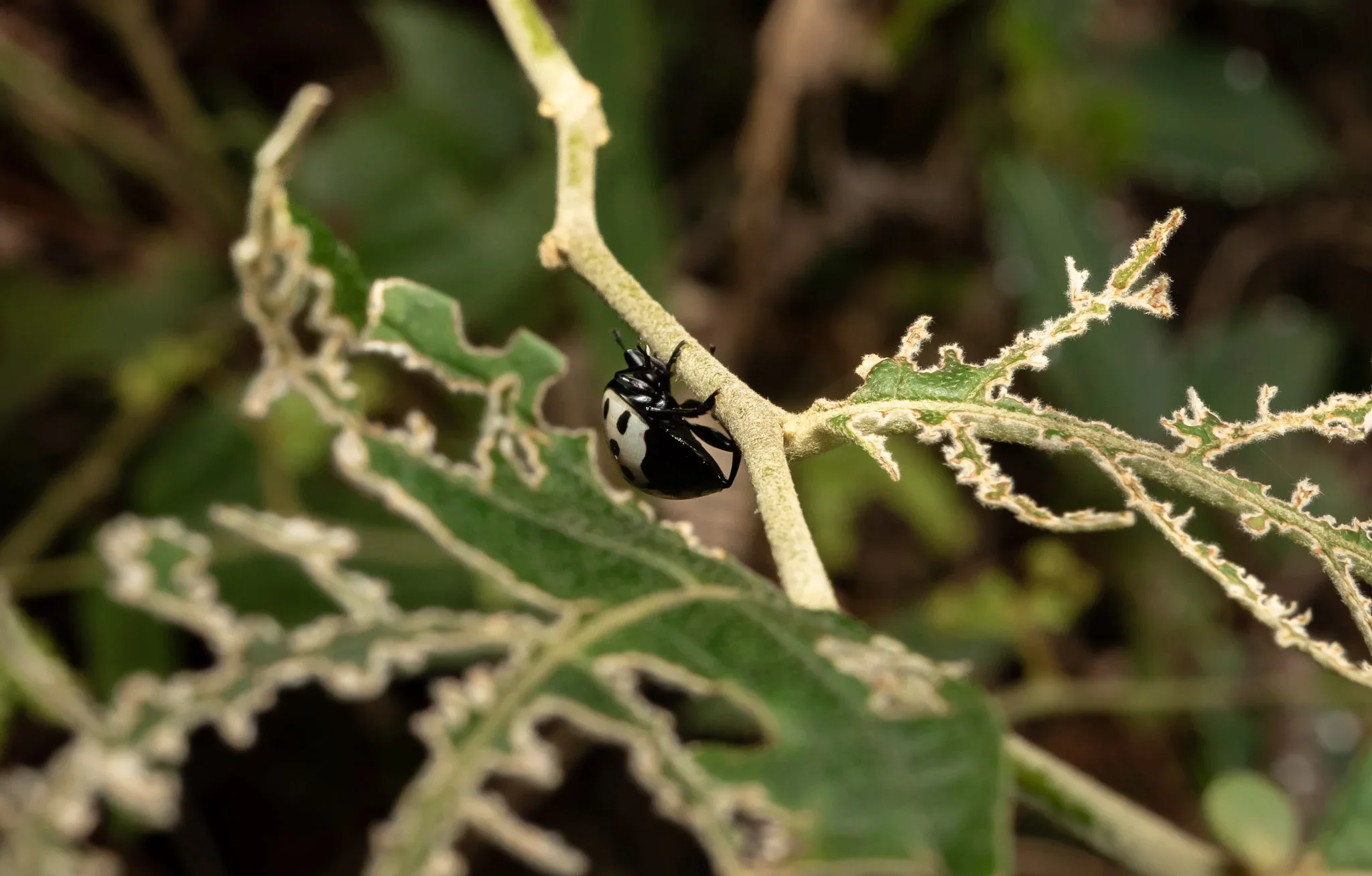 A black and white beetle on a jagged green leaf with white edges, in a natural setting.