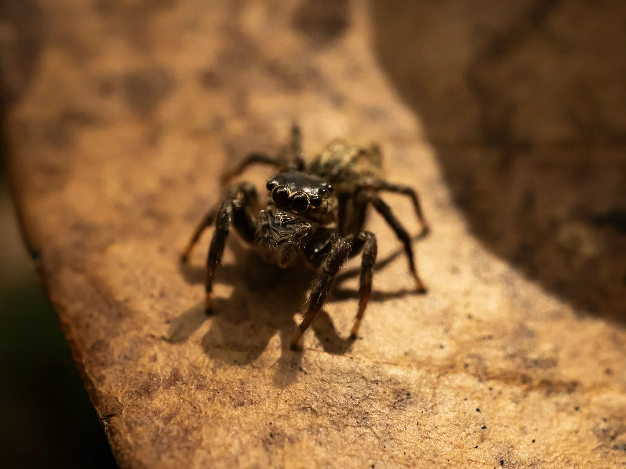 Close-up of a small jumping spider on a brown leaf.
