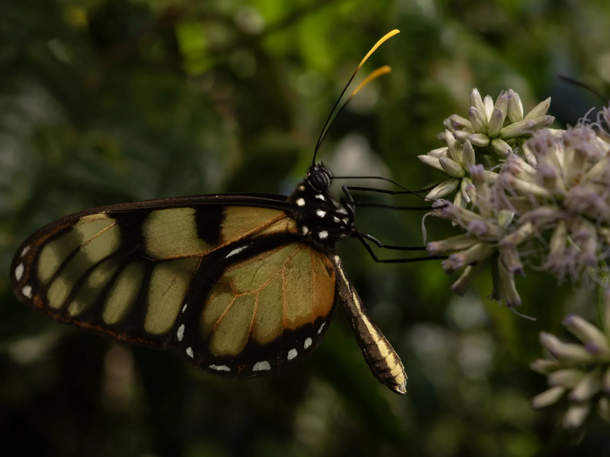 A butterfly with black and yellow-green wings perched on a cluster of small pale flowers.
