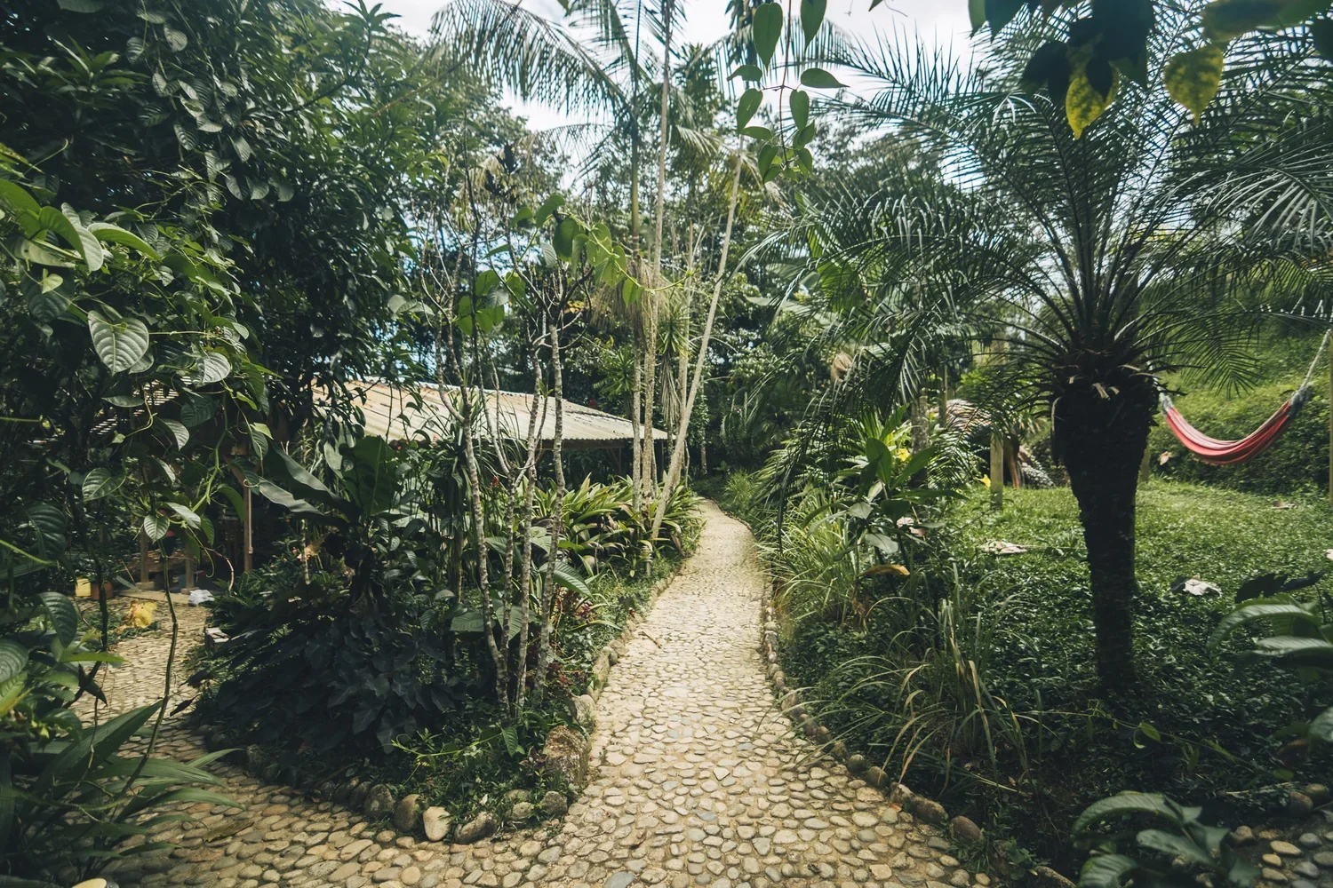A narrow cobblestone pathway through a lush, tropical garden with various green plants and trees, including a large palm tree, under a partly cloudy sky.