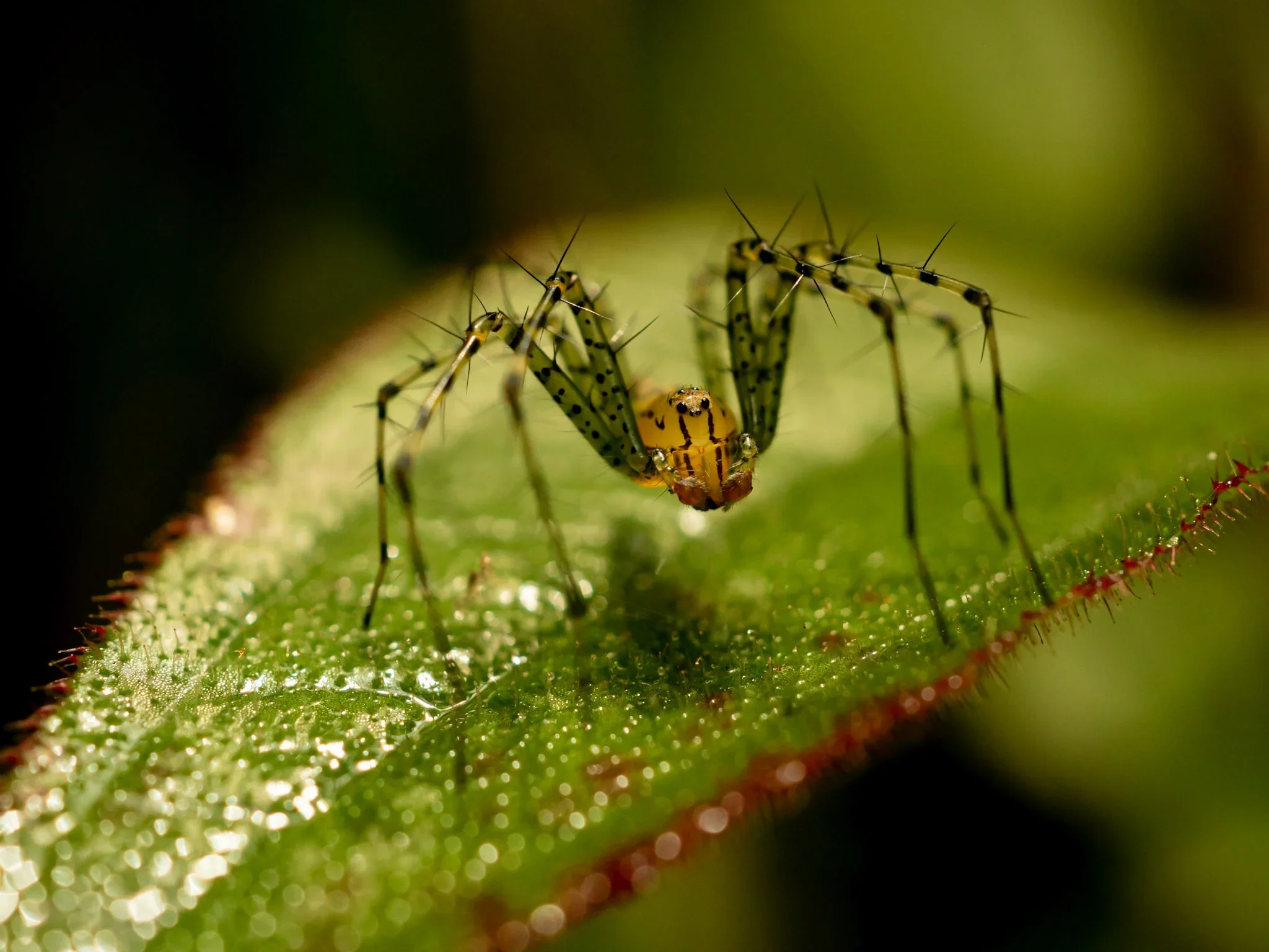 Close-up of a yellow and black spider with long legs on a green leaf, with a blurred dark background.