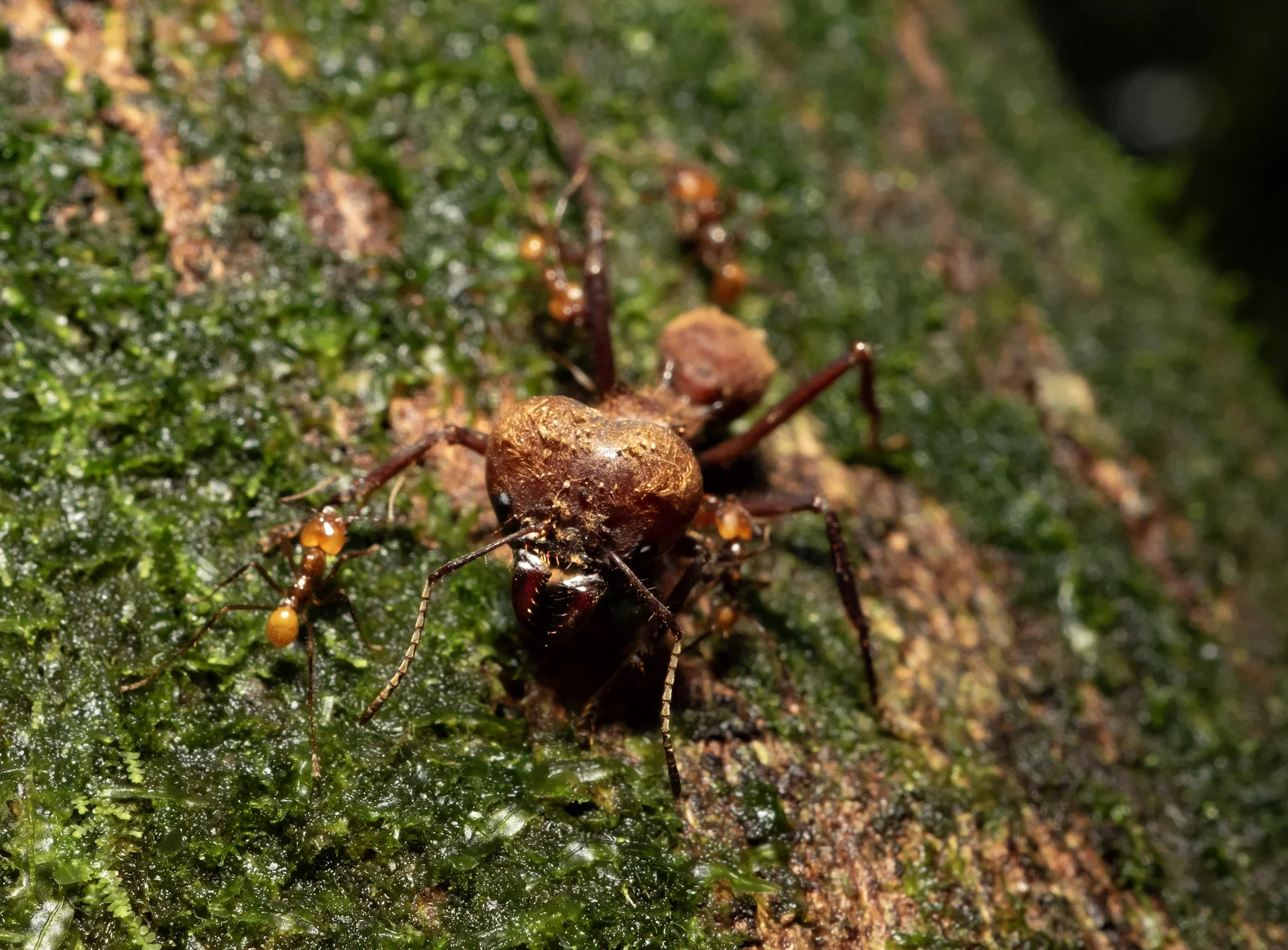 Close-up of an ant carrying a small brown insect or debris on a moss-covered surface.