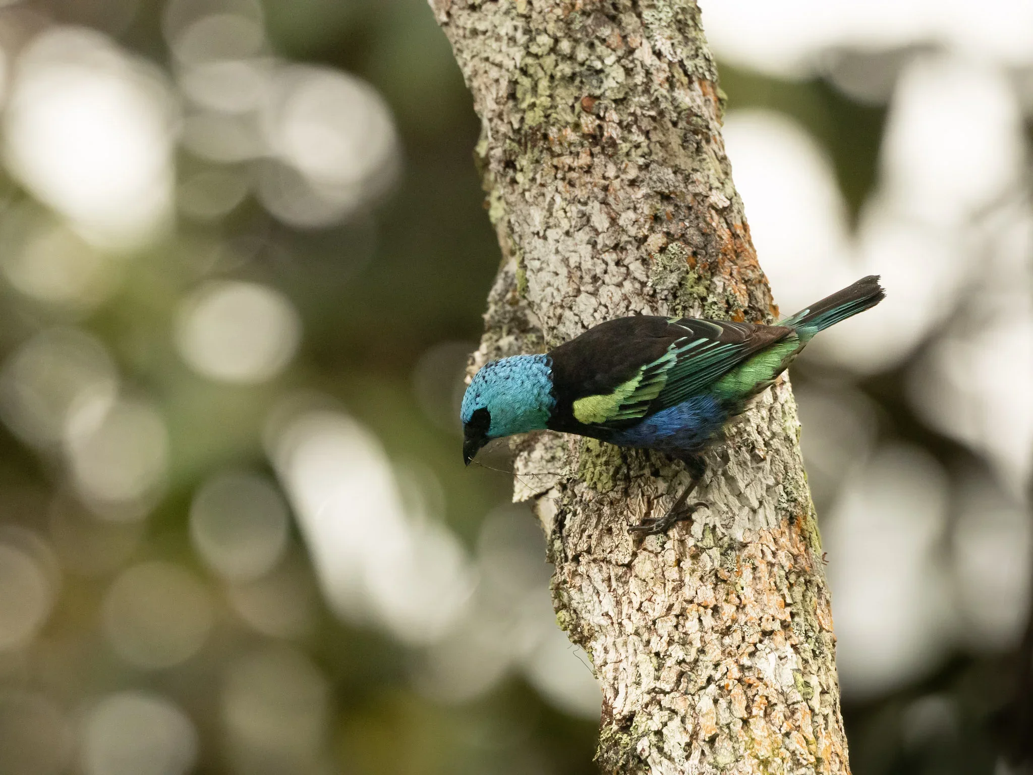 A colorful bird with a blue head, green and blue body, perched on the side of a tree trunk.
