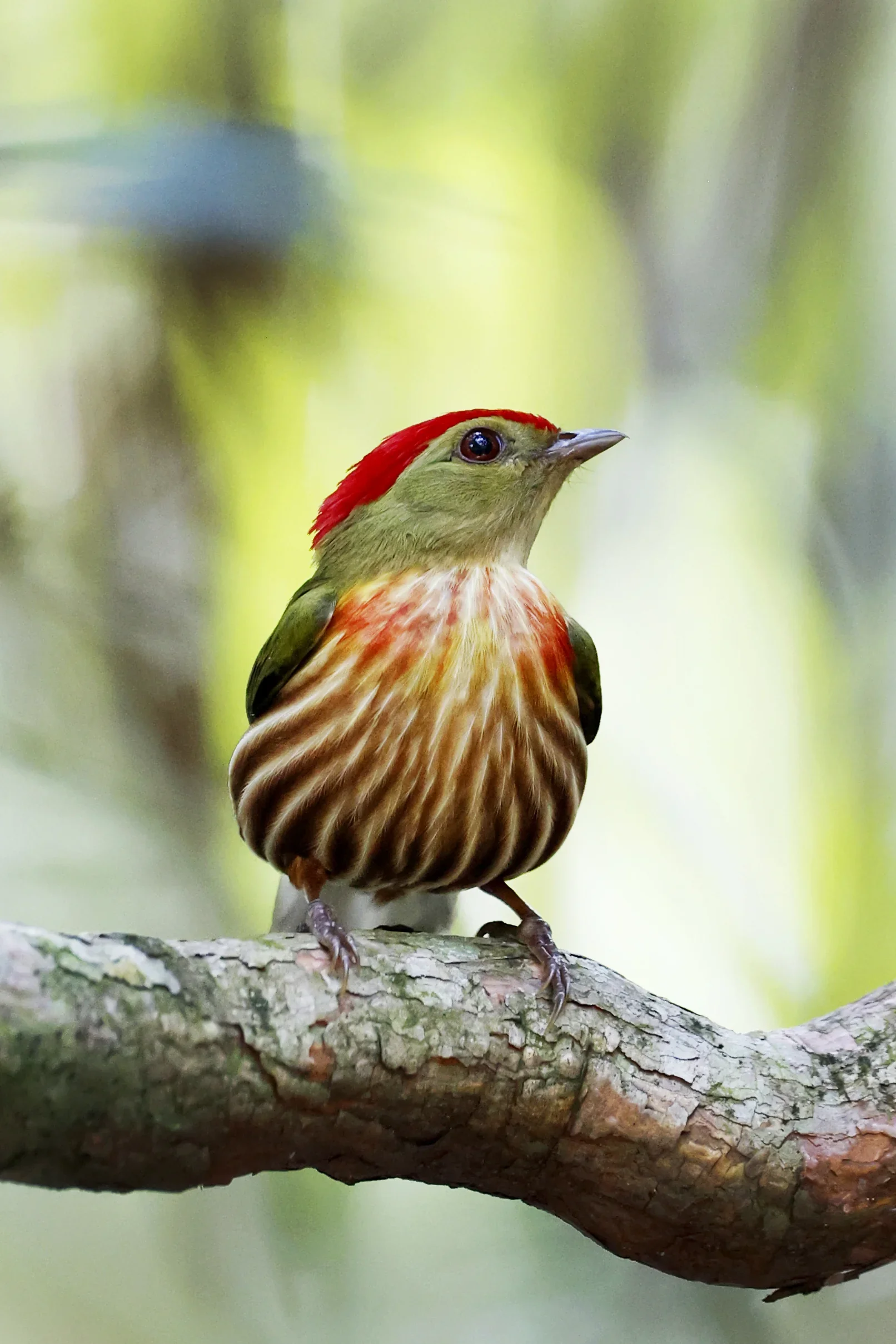 A small bird with a red crown, green head, and brown striped chest perched on a tree branch.
