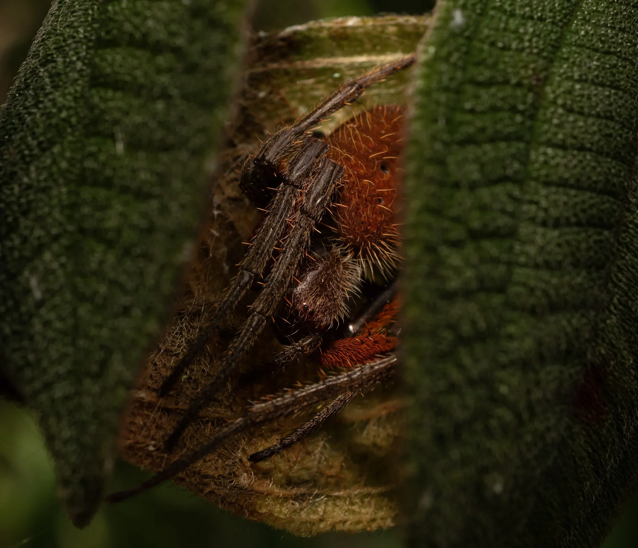 Close-up of a spider hiding inside a green leaf with brownish-red floral or seed structure.