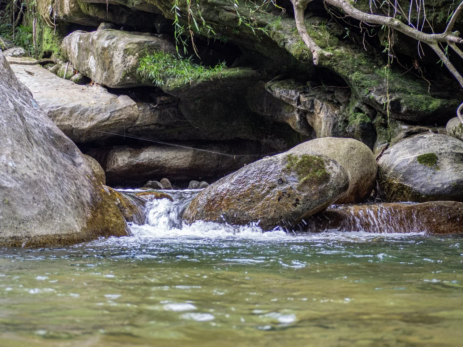 A small creek flowing over rocks in a forest, with moss and plants on the rocks and overhanging branches.