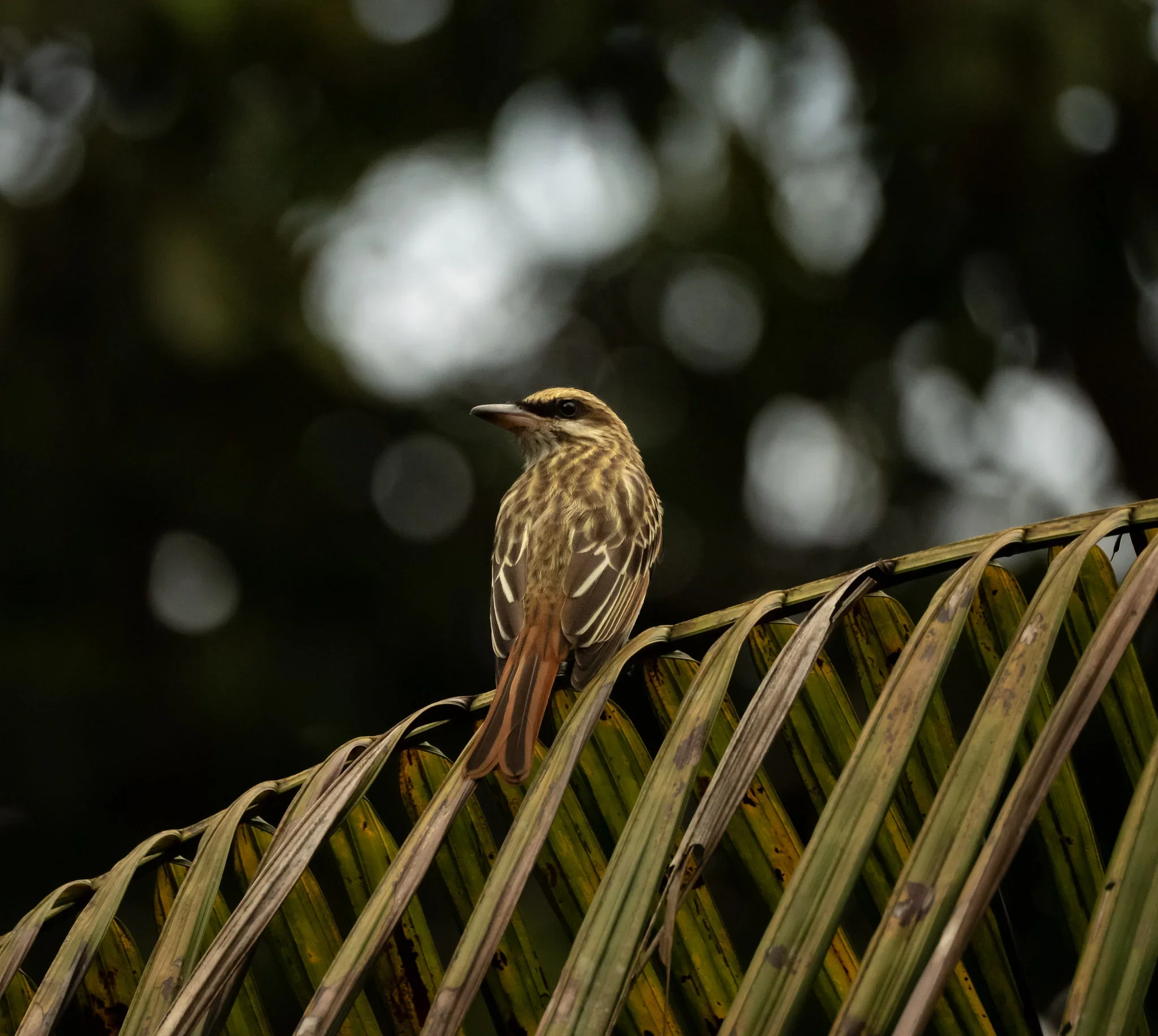 A small bird with brown and yellow feathers perched on a palm leaf in a dark outdoor setting.
