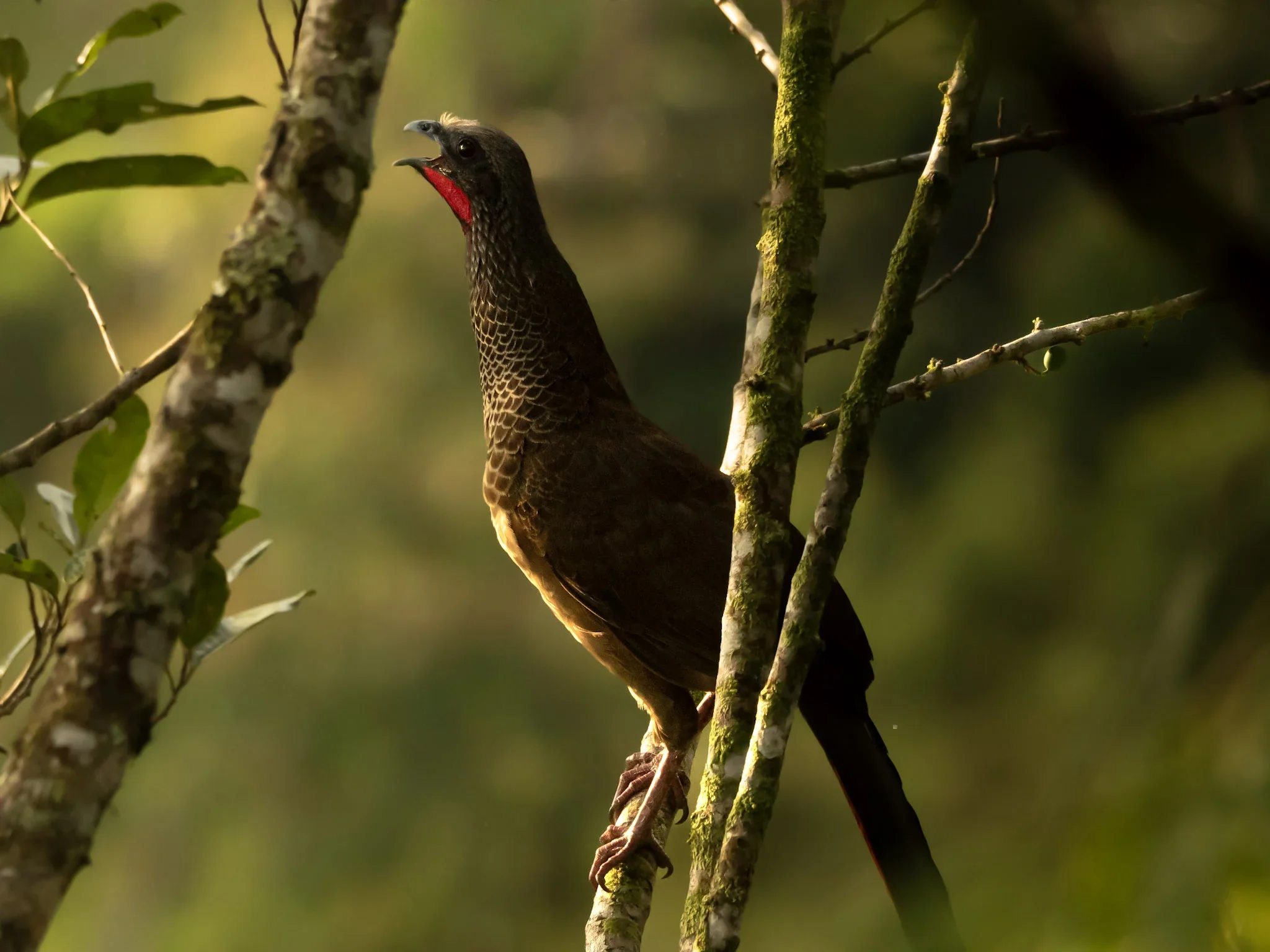 A bird with dark brown and black plumage perched on a tree branch, with its beak open, surrounded by green foliage and tree trunks in the background.