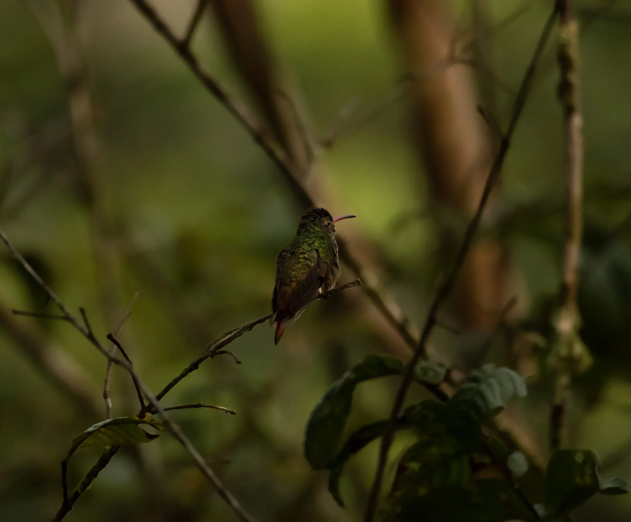 A small hummingbird perched on a thin branch in a dense, green forest with blurred foliage in the background.