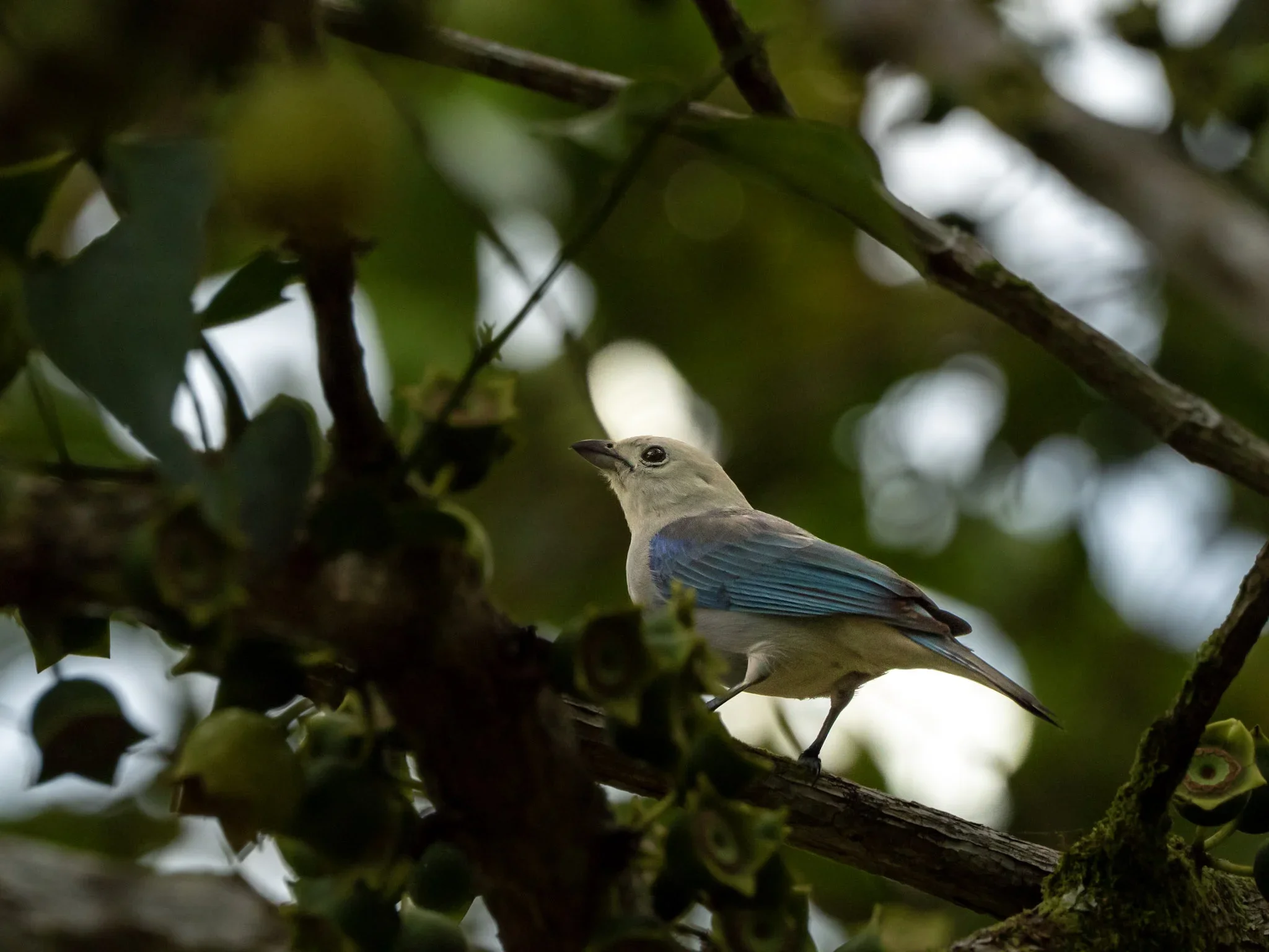 A bird with light beige and blue feathers perched on a tree branch among green leaves and surrounding branches.