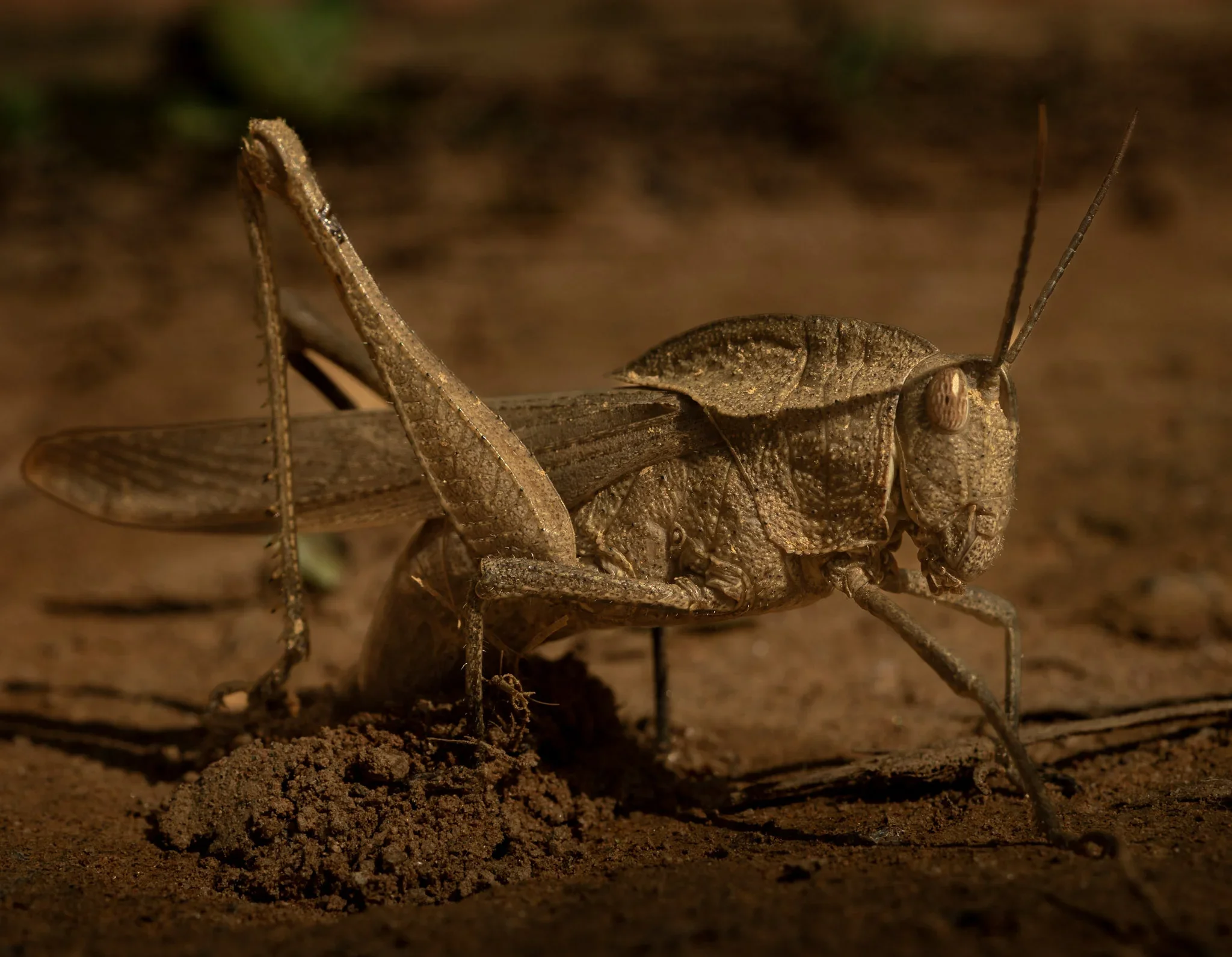 A close-up view of a brown grasshopper on soil, with detailed textures of its body, wings, and antennae visible.