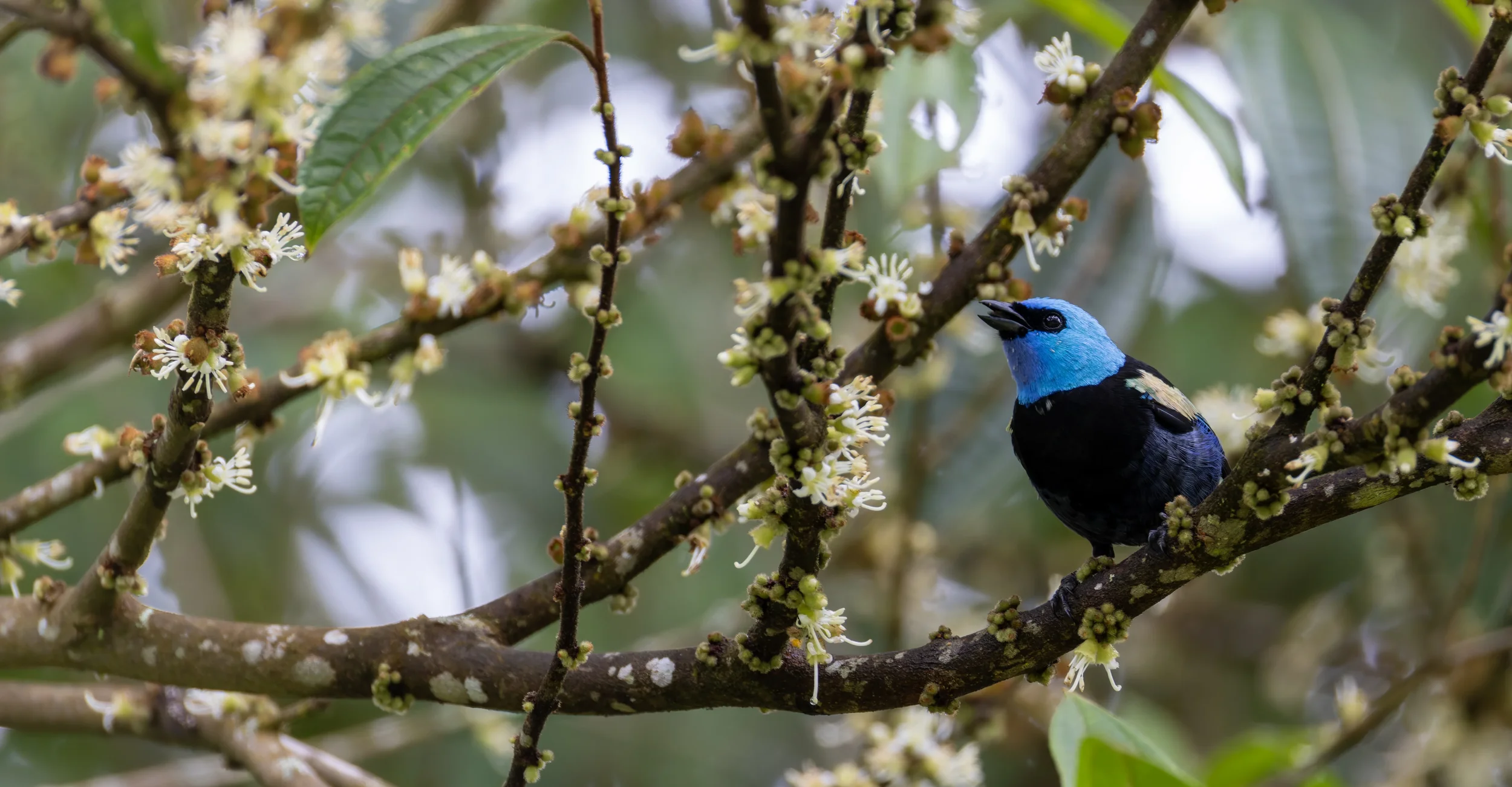 A small bird with bright blue head and black body perched on a branch with white flowers and green leaves.