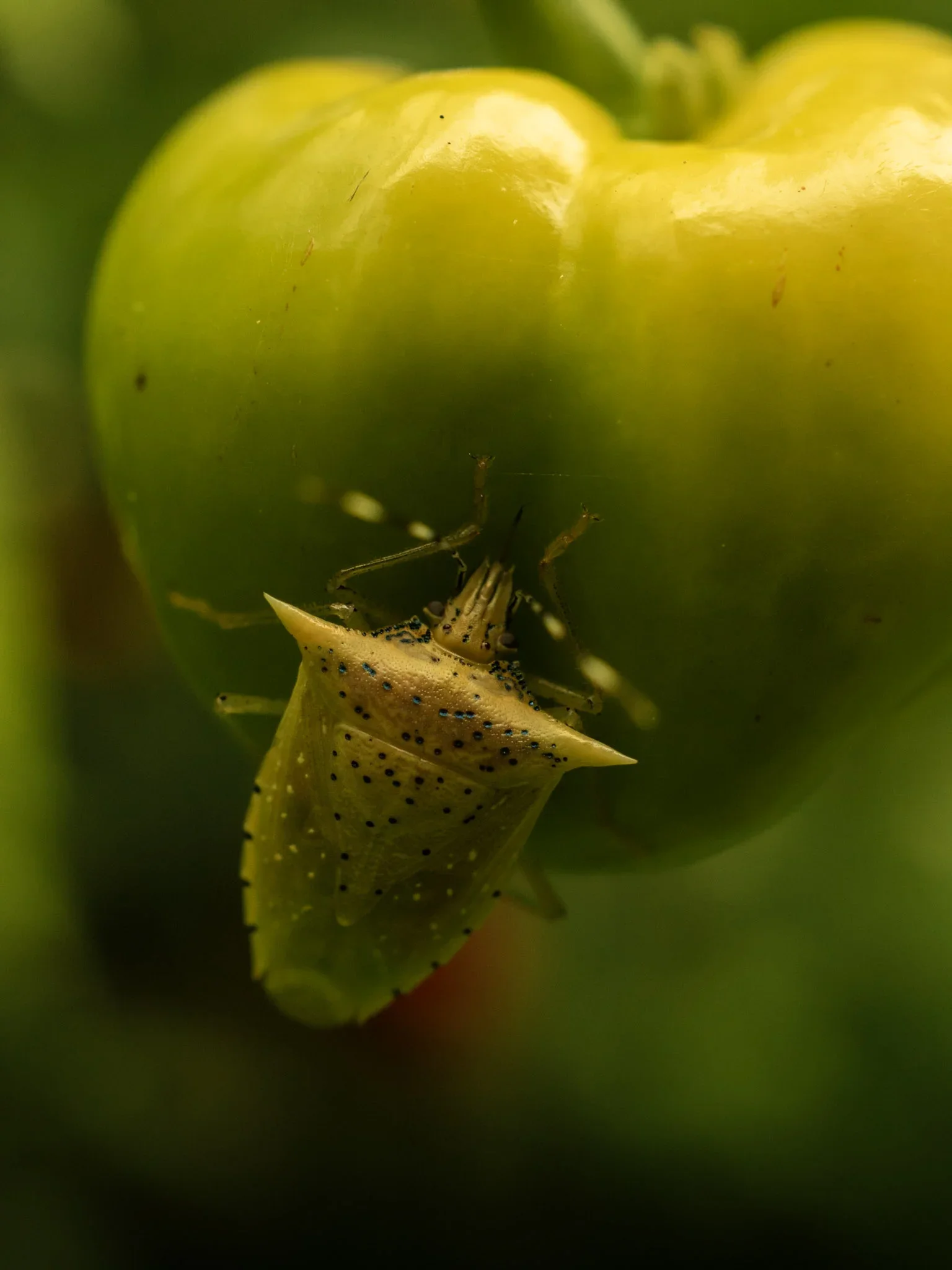 A close-up of a green apple with a caterpillar on its surface.