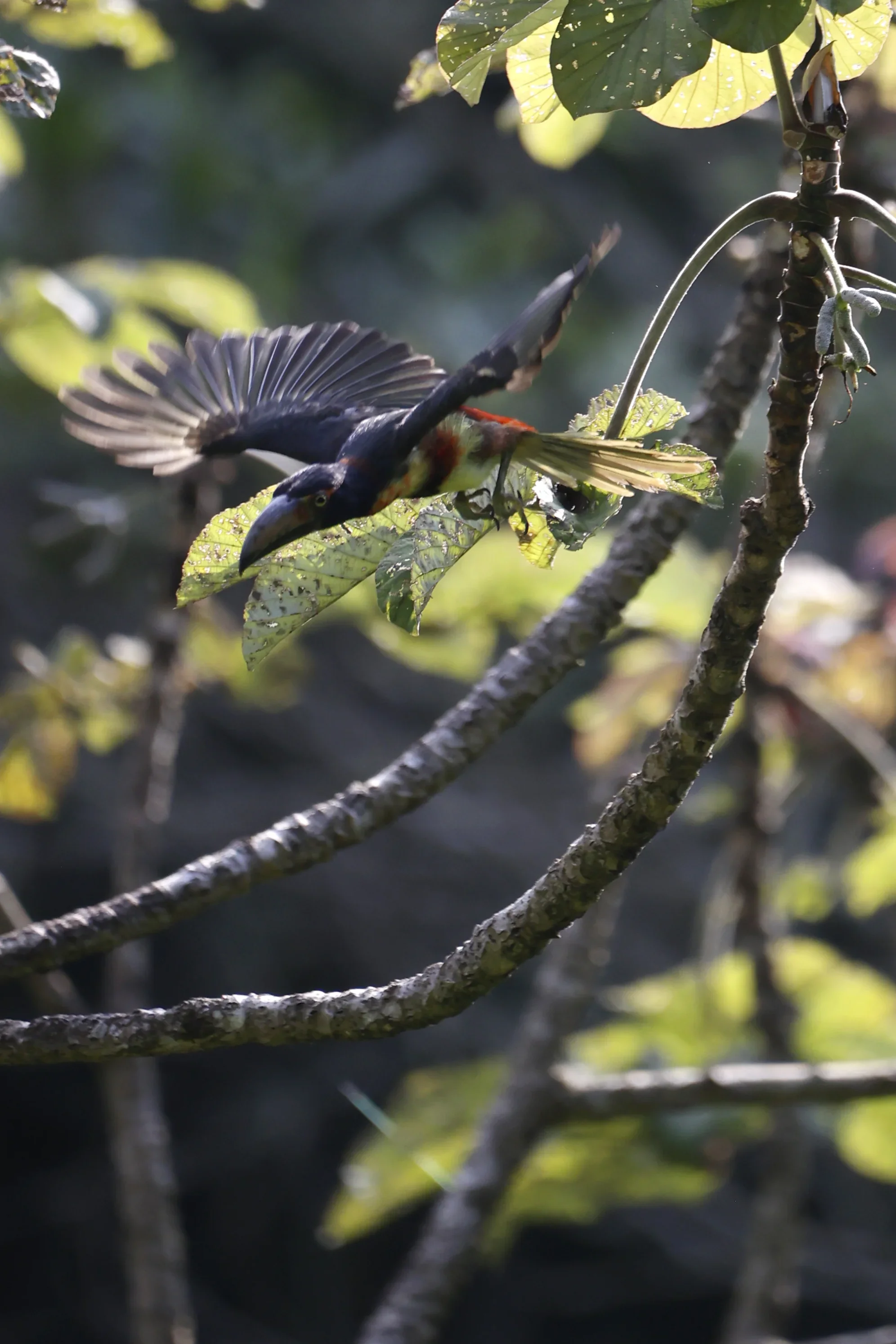 A bird with colorful feathers perched on a leafy branch in a green forest. The bird is in mid-flight, with its wings partially open and its beak pointed downward.