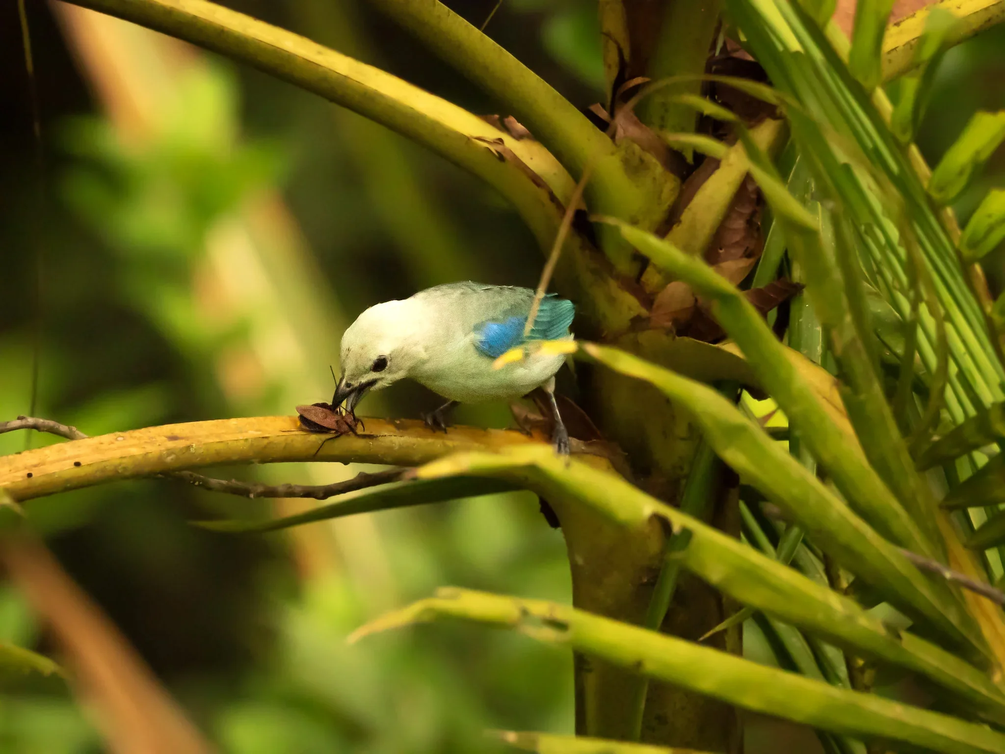 Small bird with yellowish body, blue wings, and black beak perched on a branch, holding an insect in its beak, surrounded by green foliage.