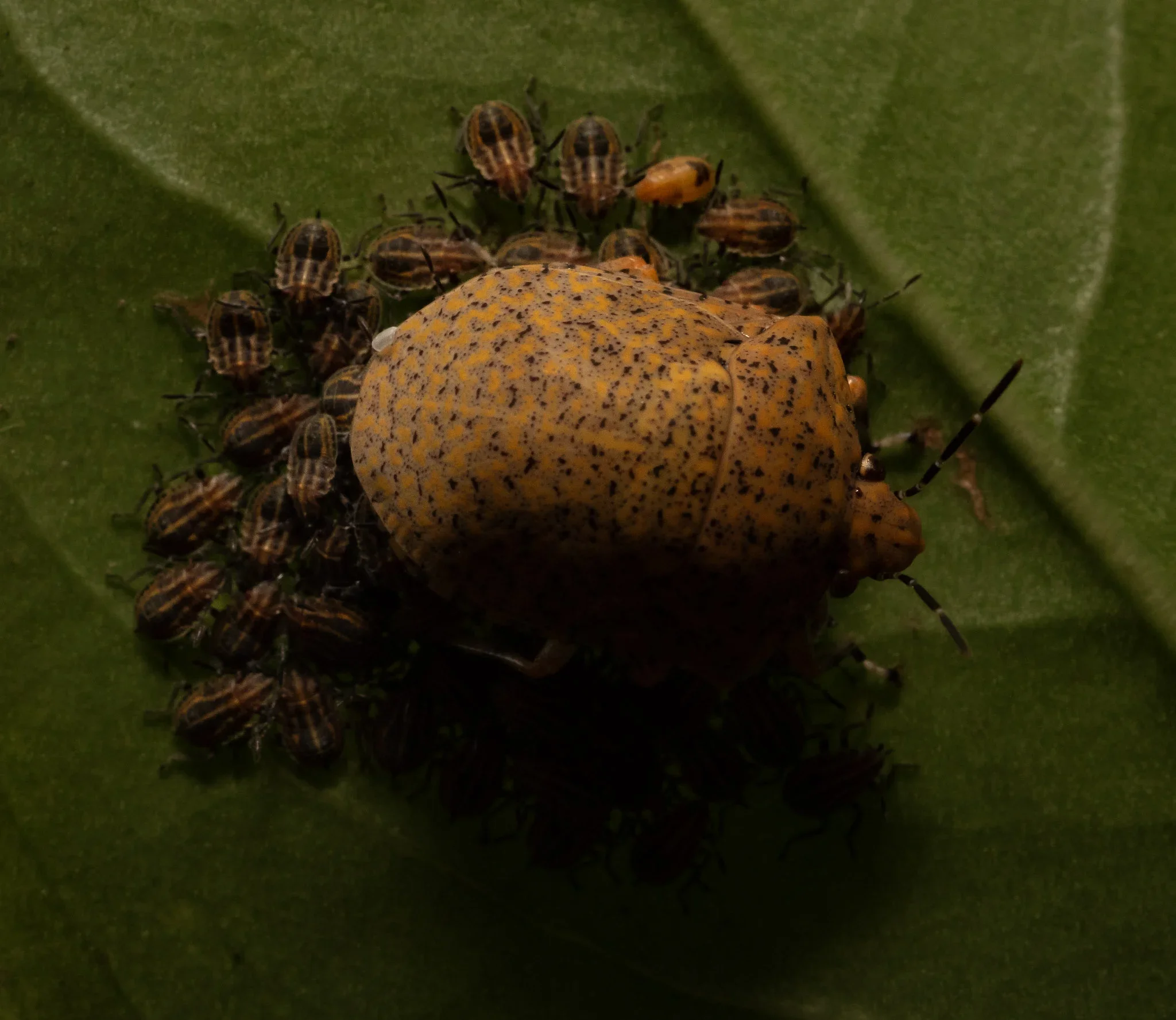 A yellow ladybug with black spots surrounded by many small striped insects on a green leaf.