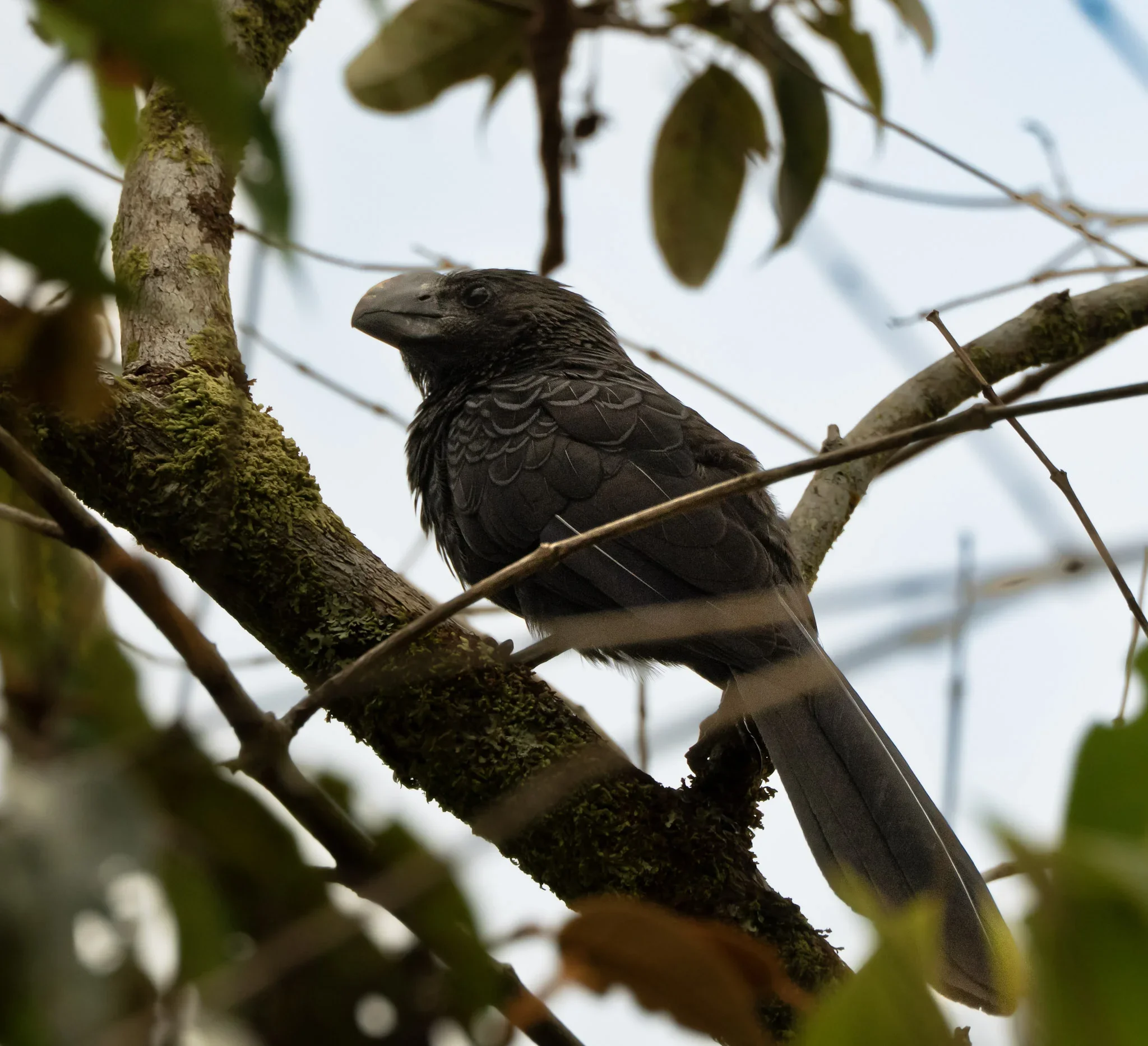 A dark-colored bird with a large beak perched on a moss-covered tree branch, surrounded by leaves and branches.