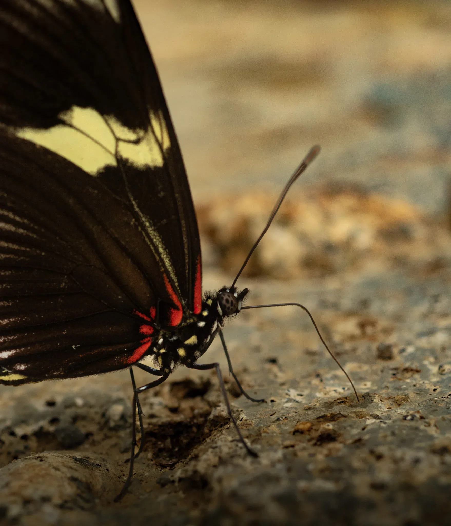 Close-up of a butterfly with black wings, red and yellow markings, resting on a textured surface.