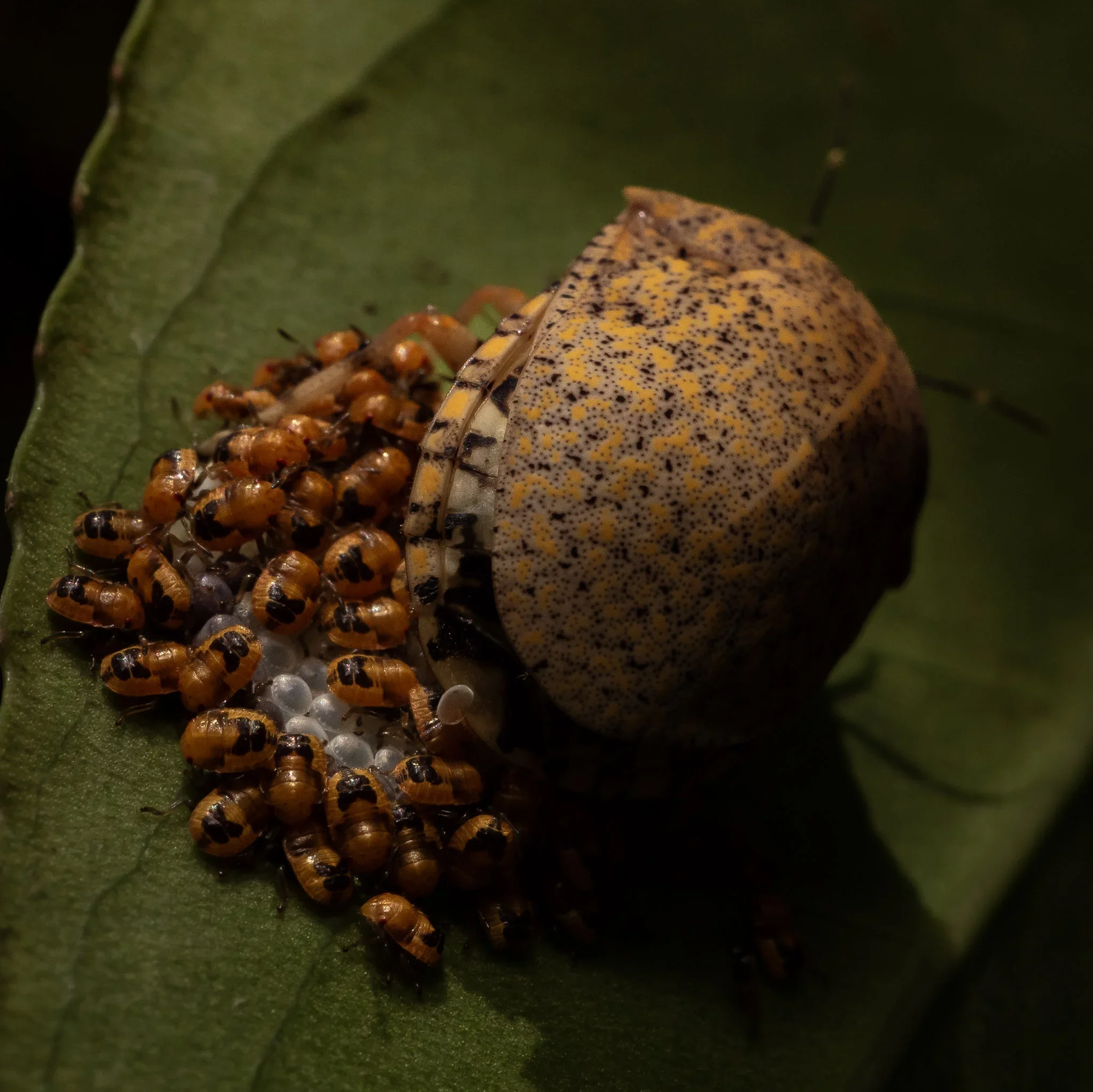 A close-up of a ladybug laying eggs on a green leaf, with several tiny orange and black spots on its back.