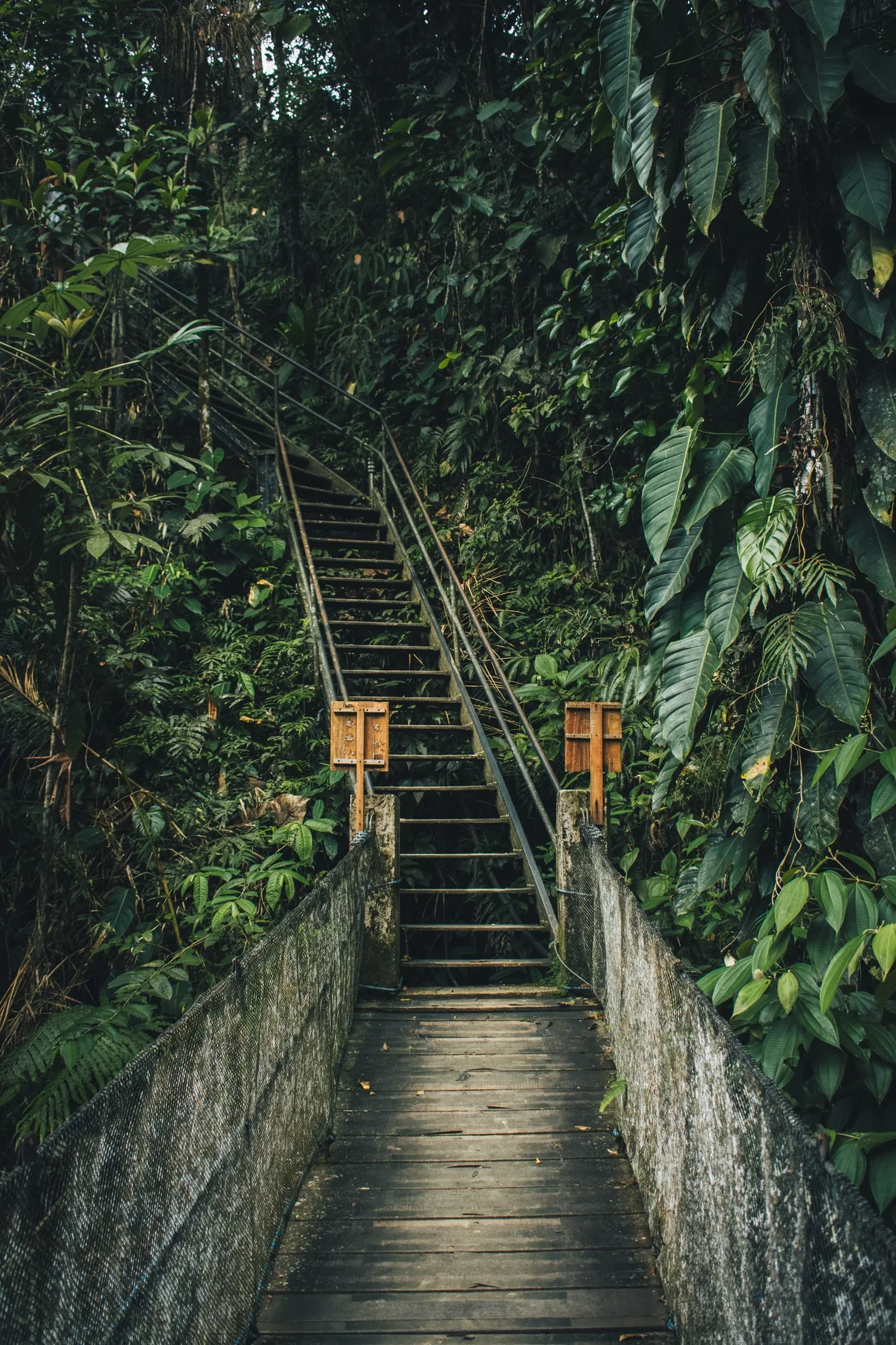 Wooden bridge leading to a staircase in a dense, green rainforest.