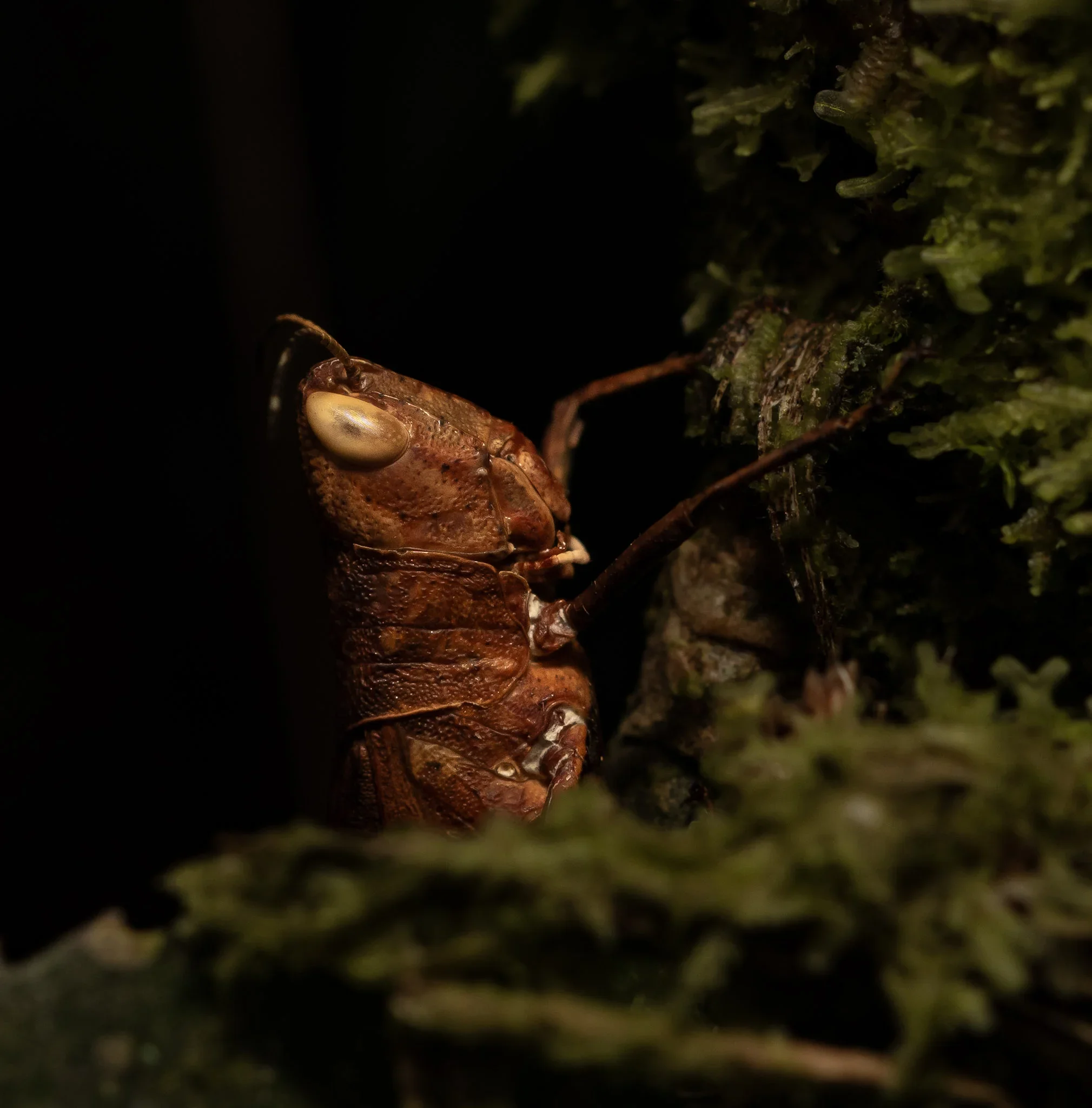 Close-up of a brown cicada exoskeleton attached to a tree trunk, with some green moss and bark around it.