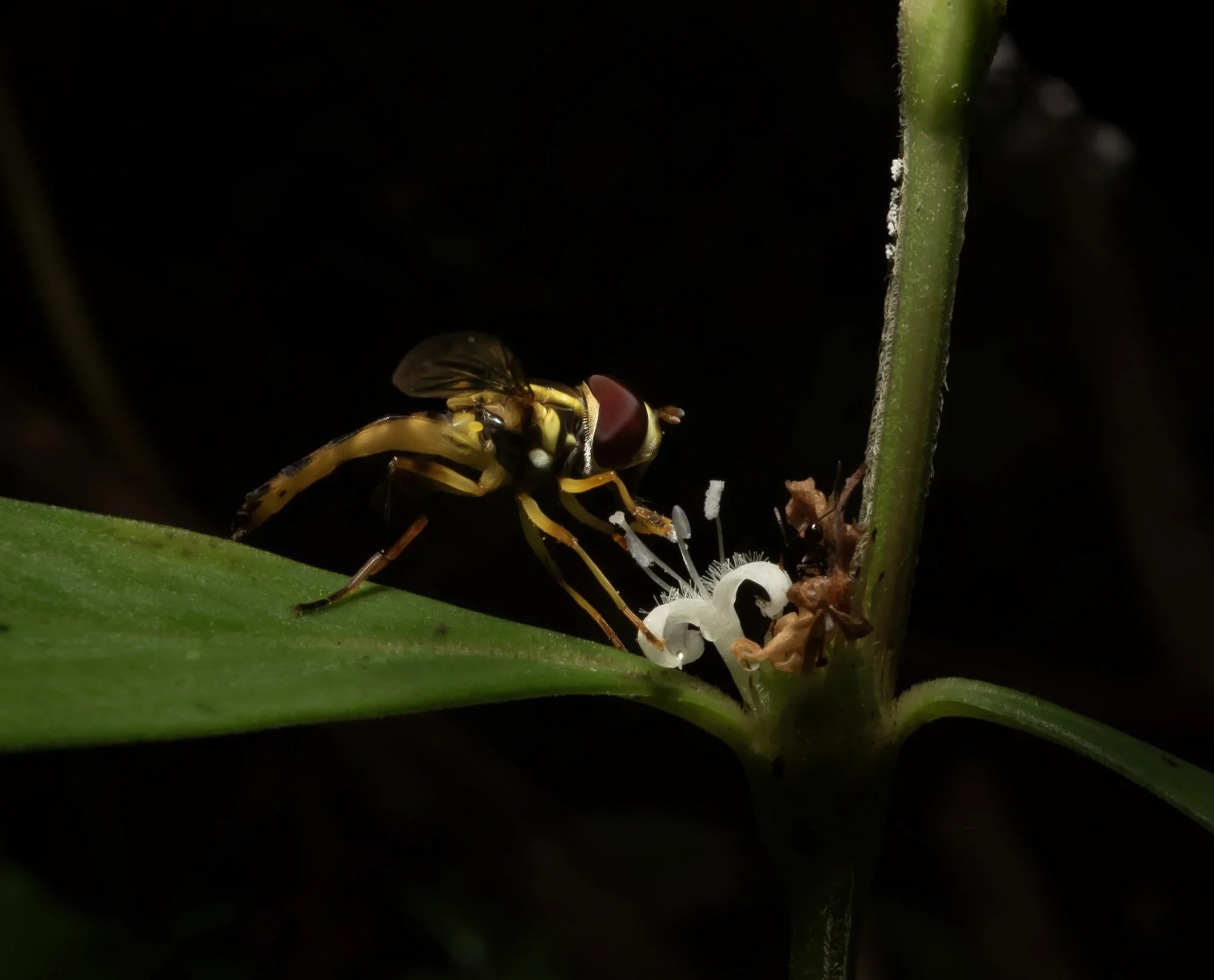 A close-up of a tiny yellow and black hoverfly on a plant stem, near white curled flower petals, set against a dark background.